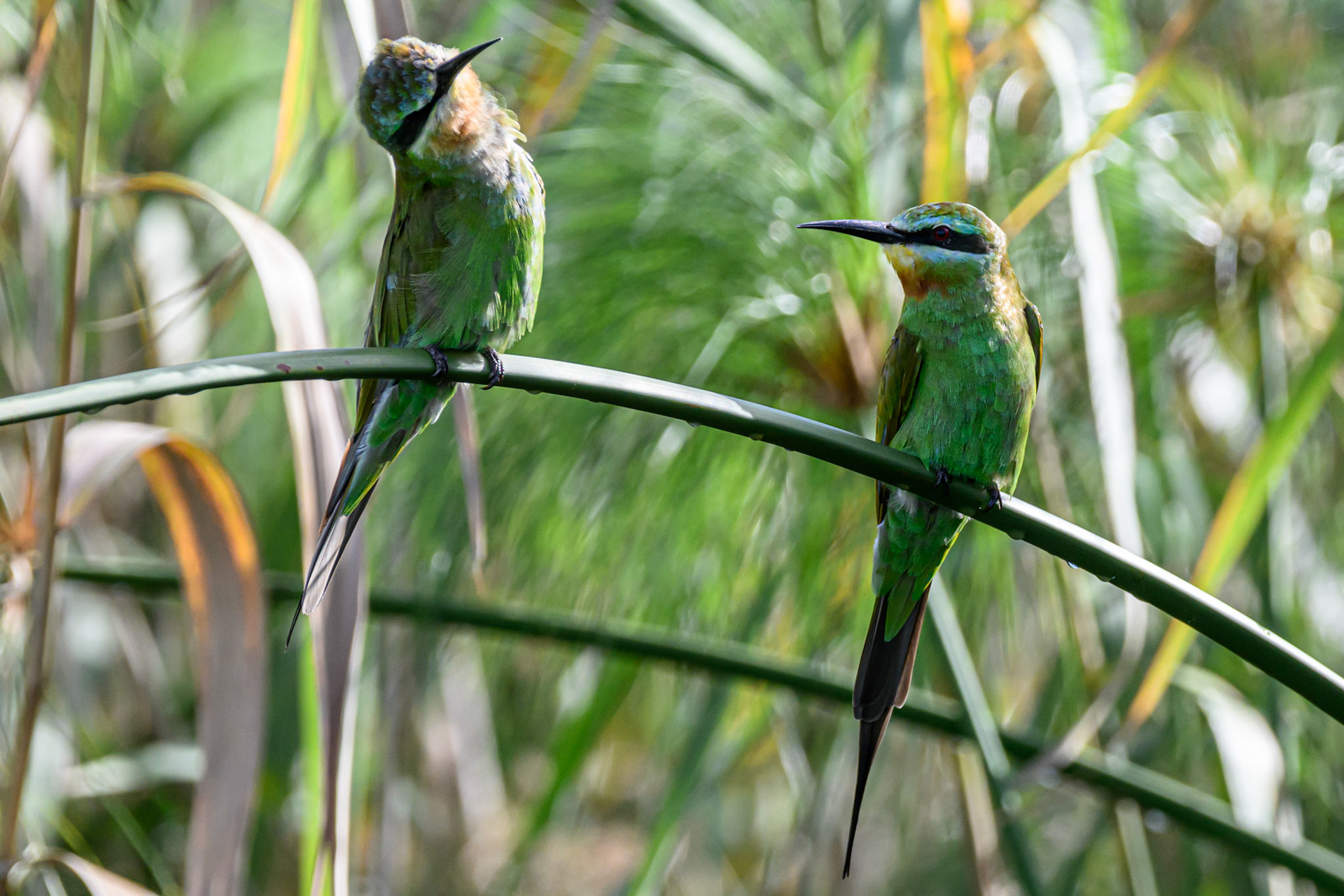 Blue-cheeked Bee-eater