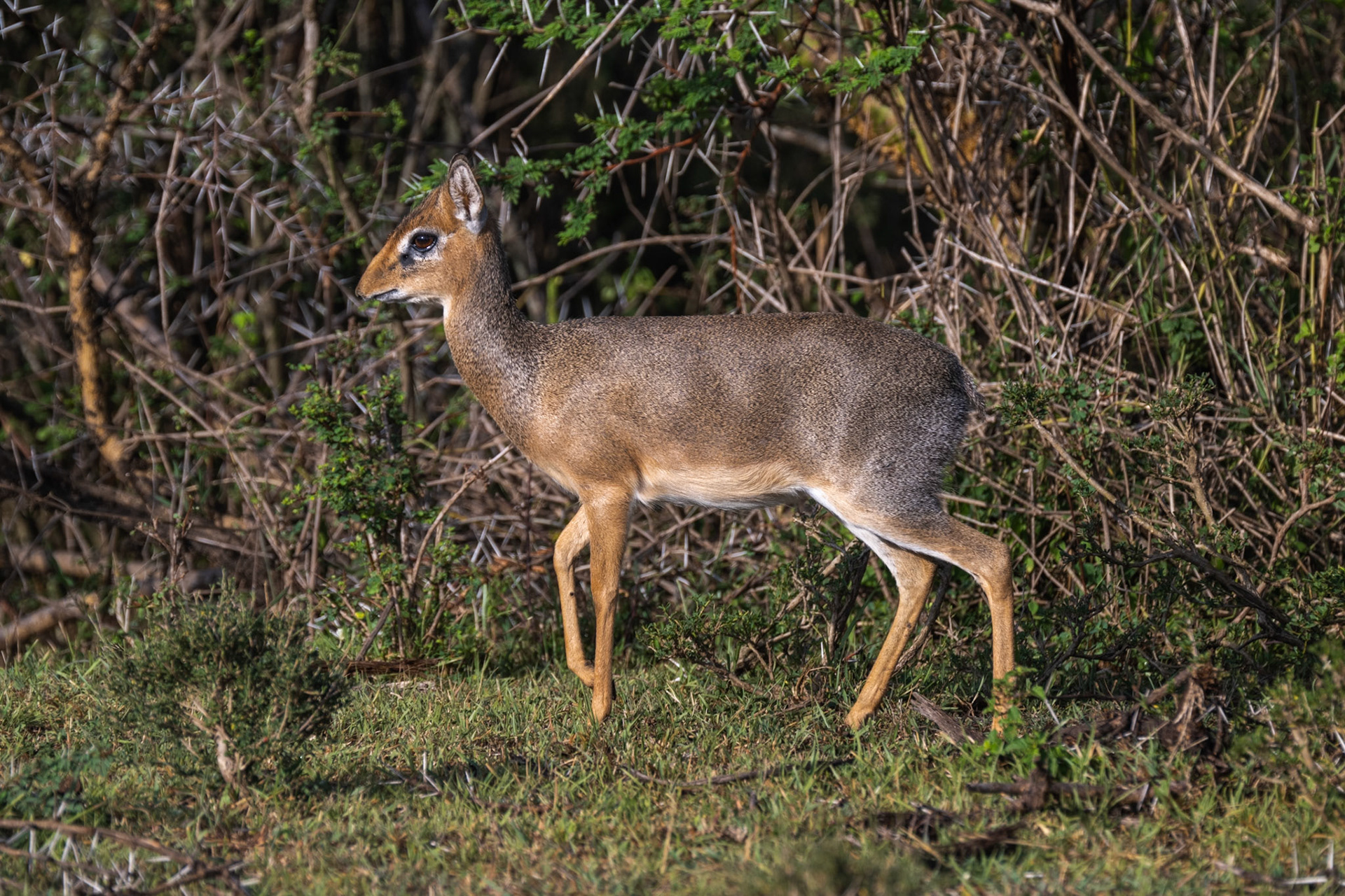 Kirk's Dik-Dik
