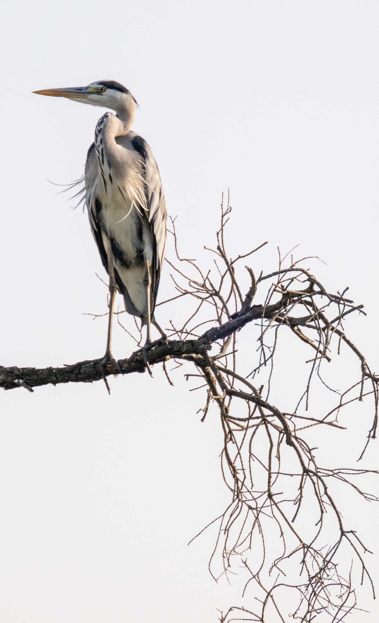 Grey Heron