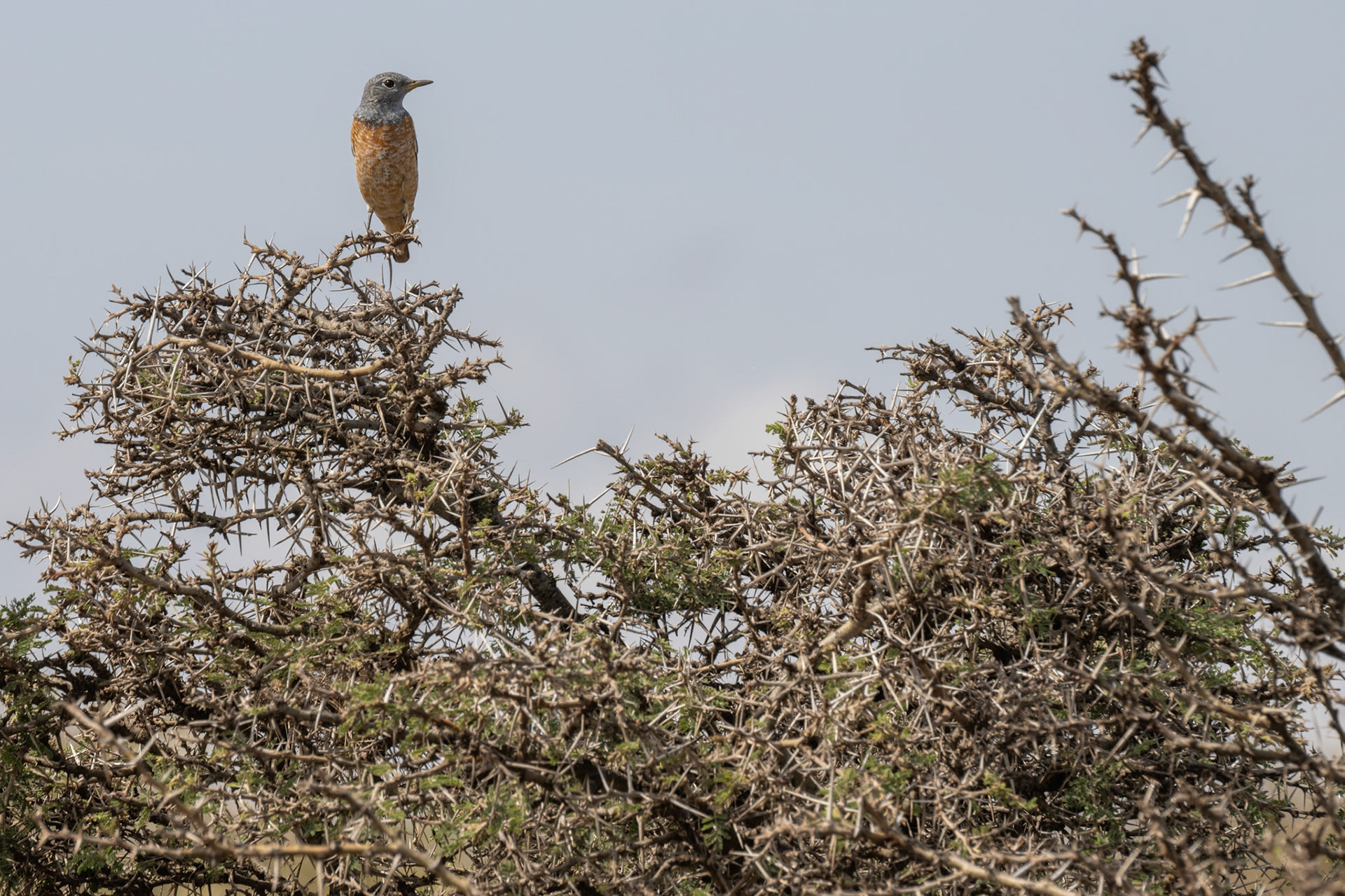Common Rock Thrush