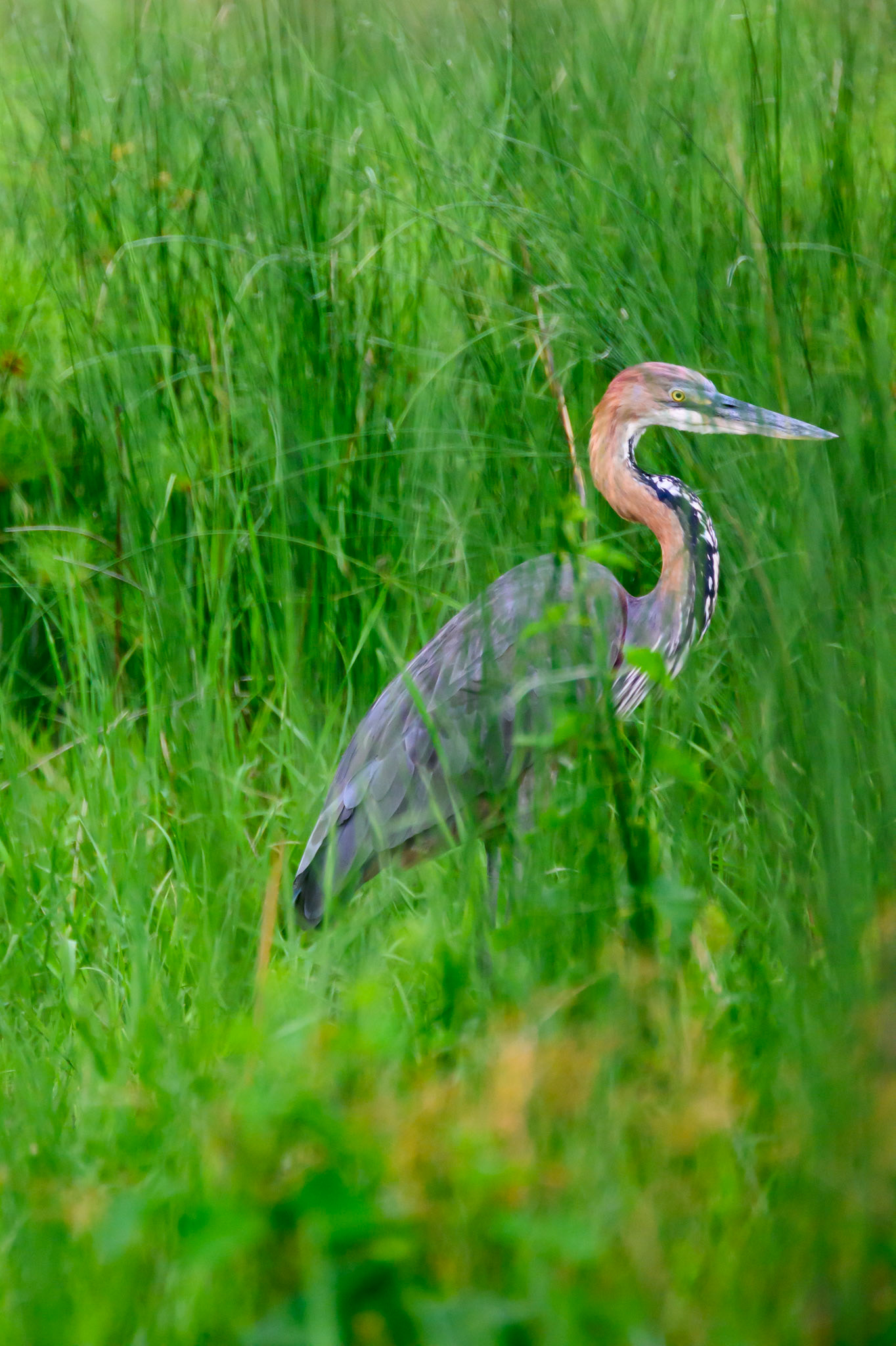 Goliath Heron