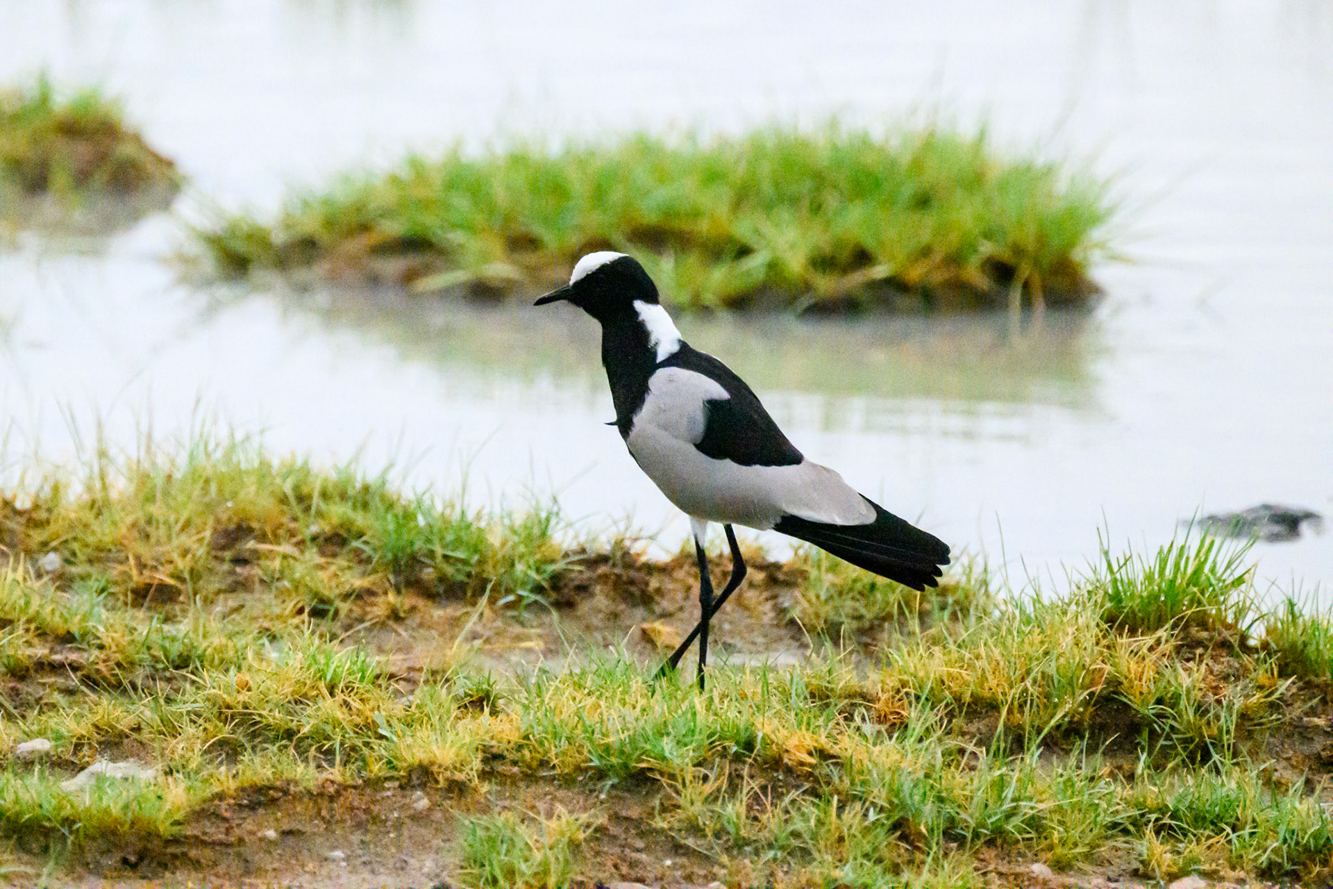 Blacksmith Plover (Lapwing)