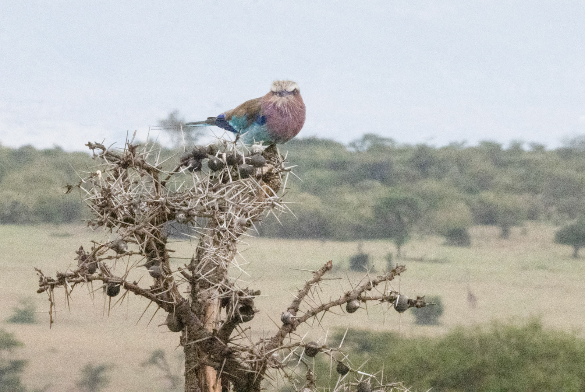 Lilac-Breasted Roller