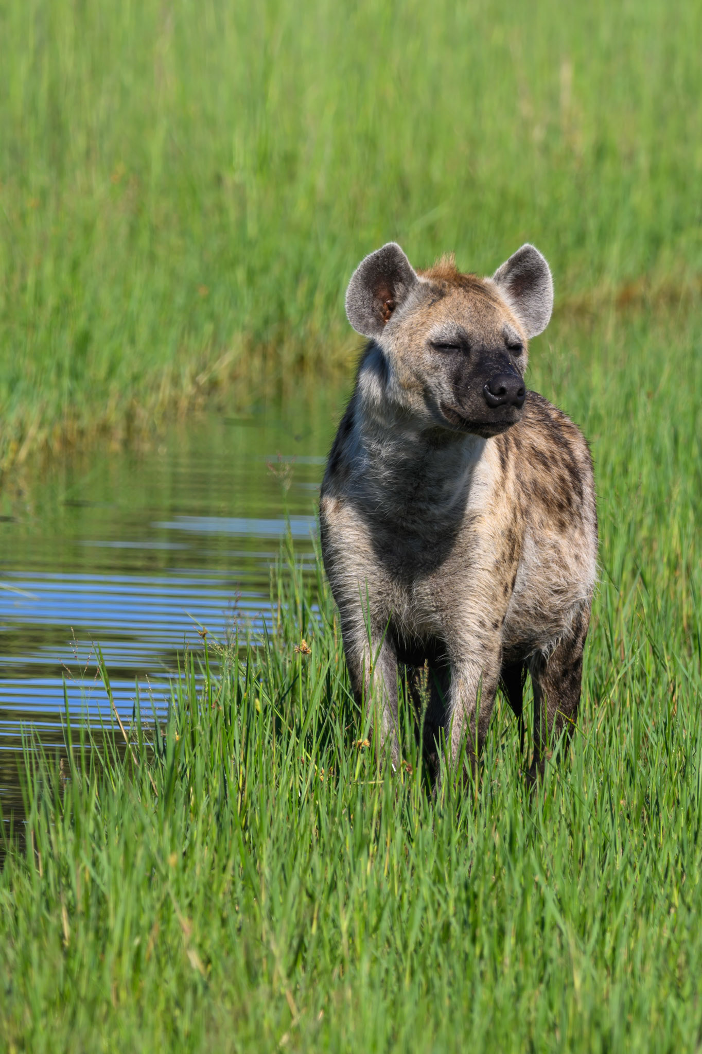 Hyena