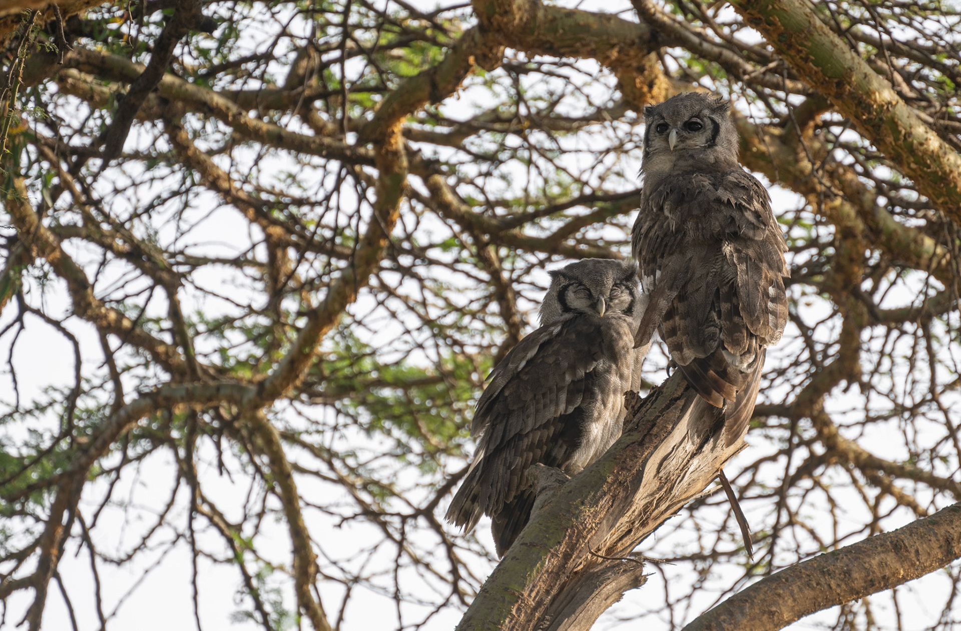 Verreaux Eagle Owl