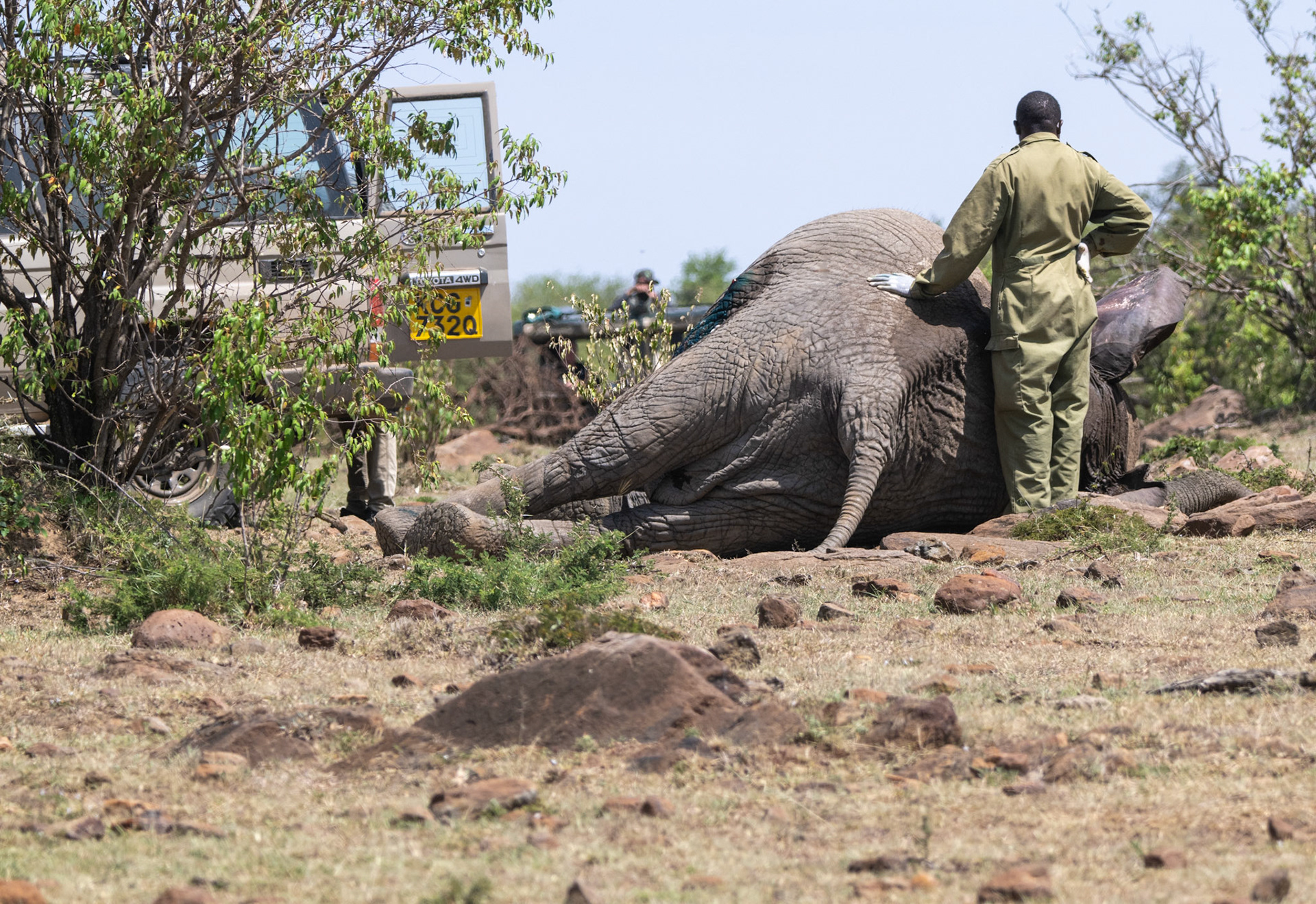 Vet wound treatment sequence