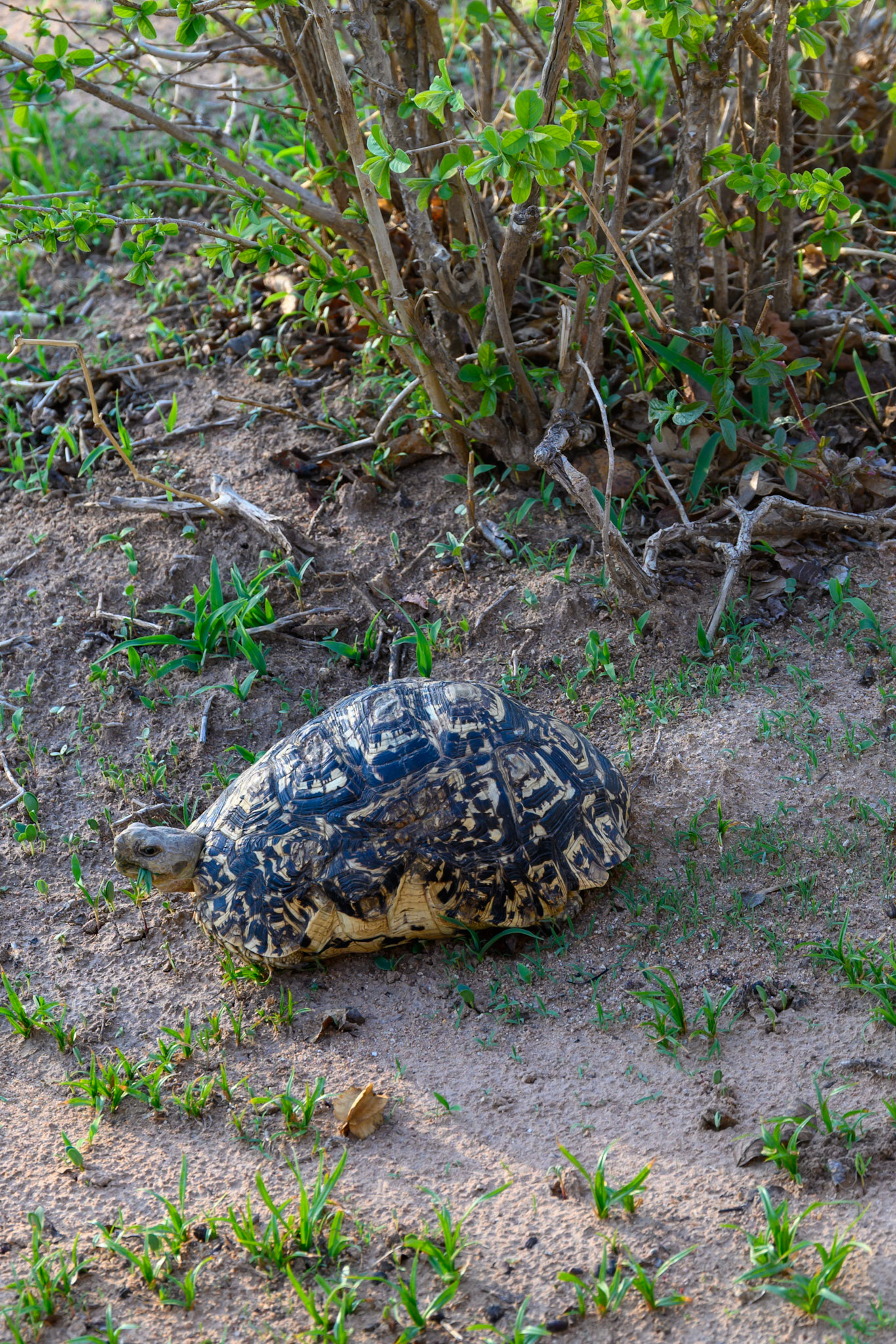 Leopard Tortoise