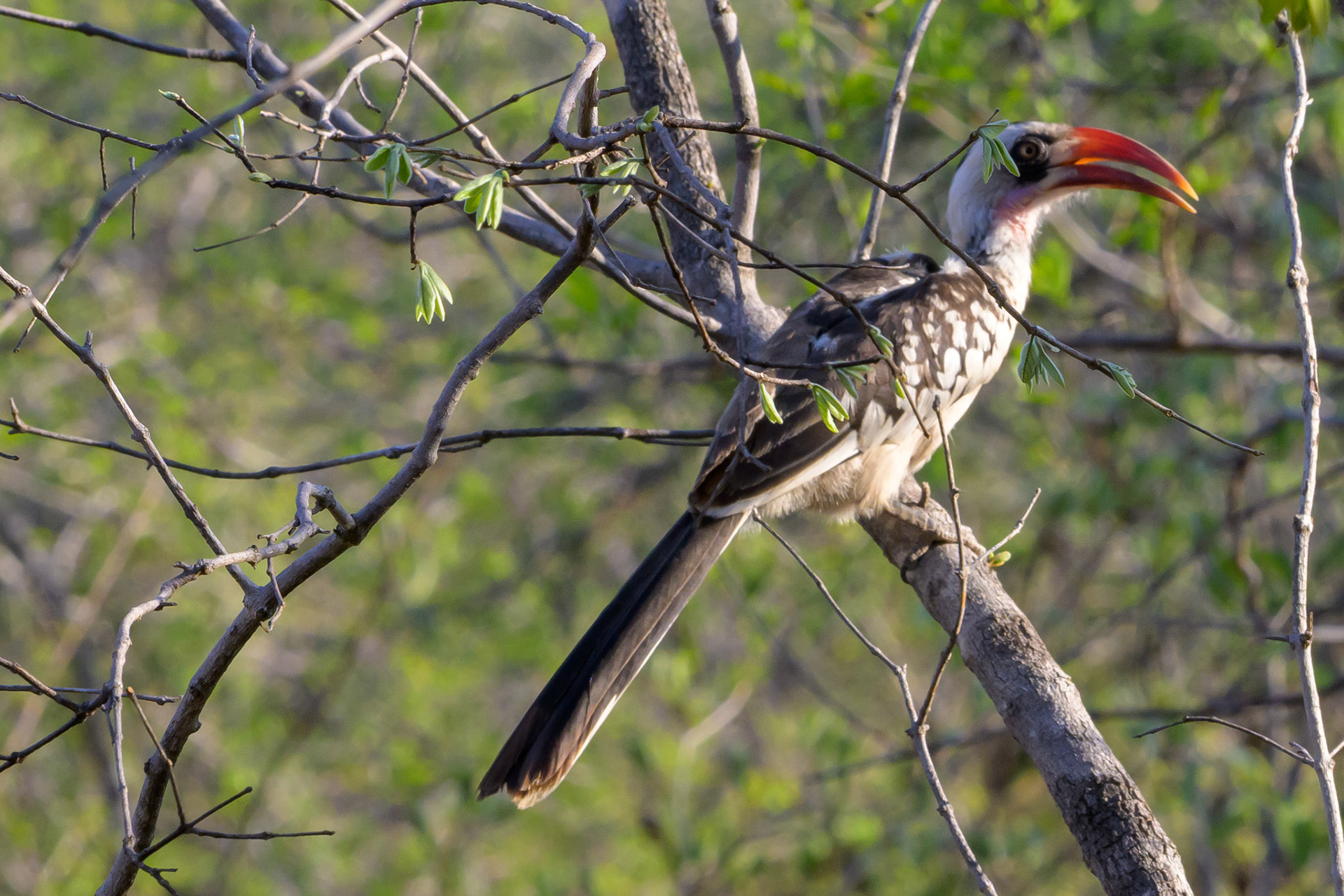 Red-billed Hornbill