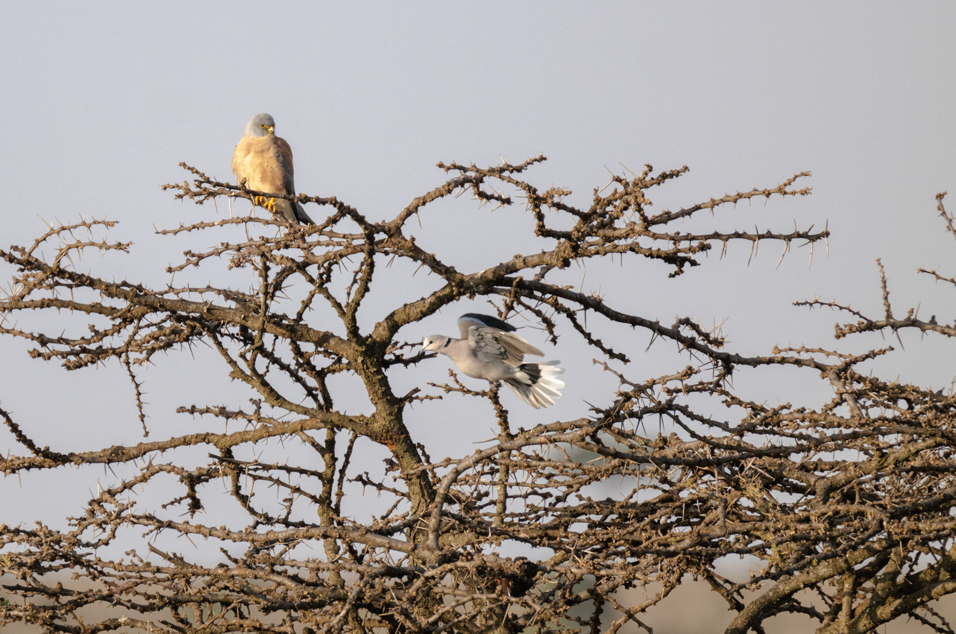 Kestrel and Ring-necked Dove