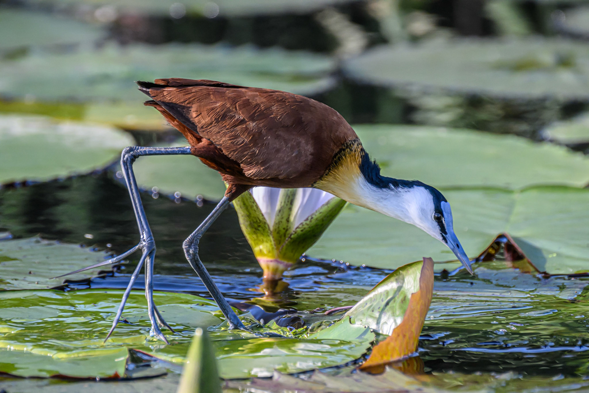African Jacana