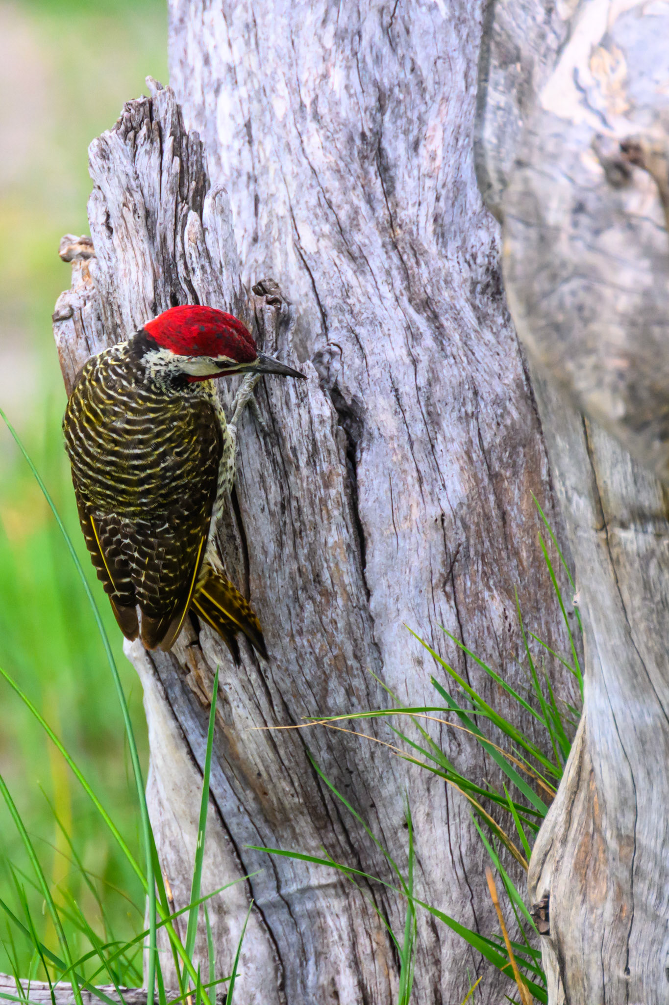 Bennett's Woodpecker
