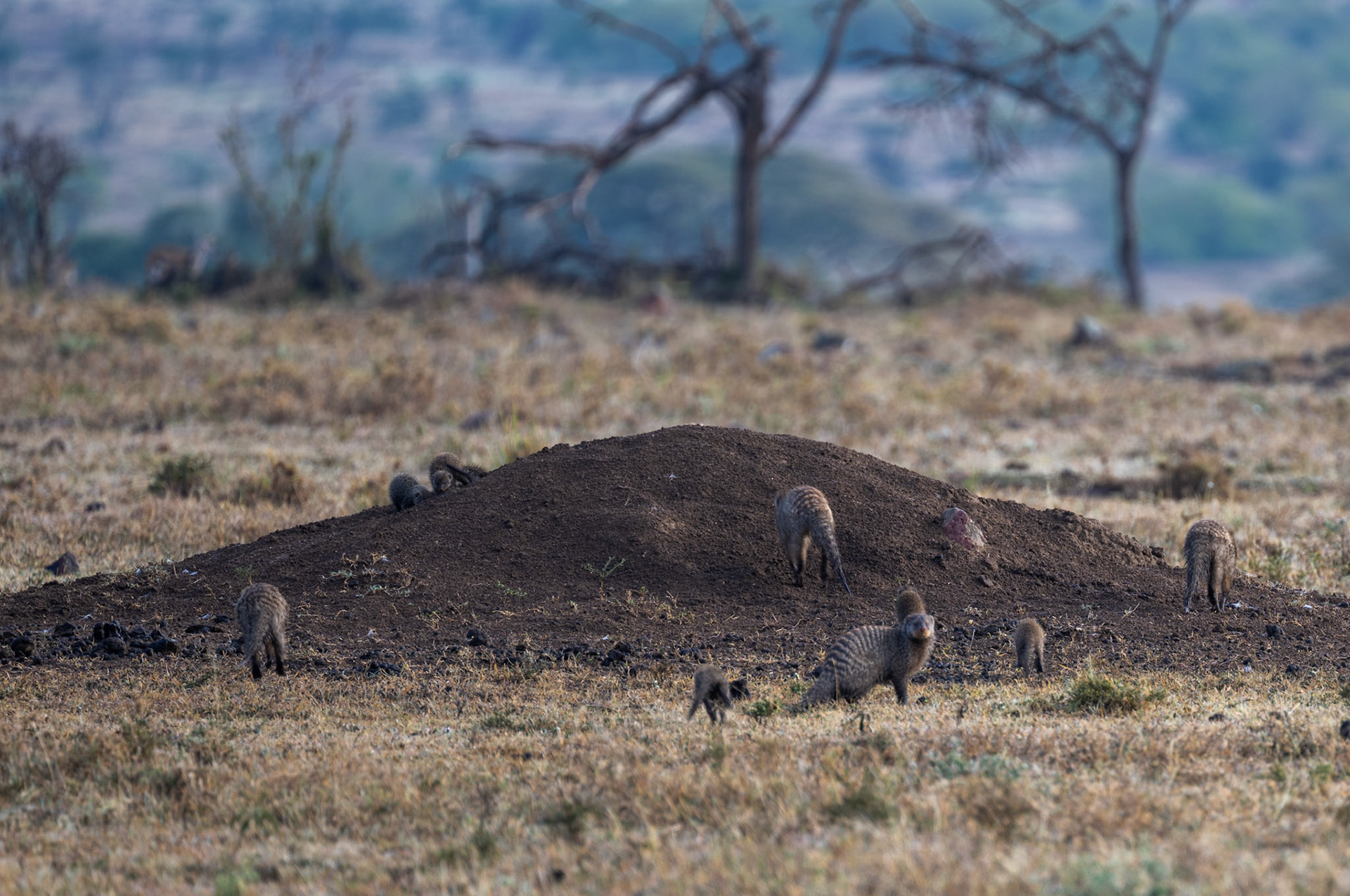 Banded Mongoose