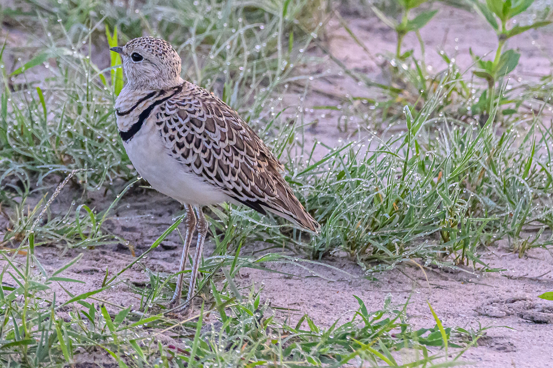 Double-banded Courser