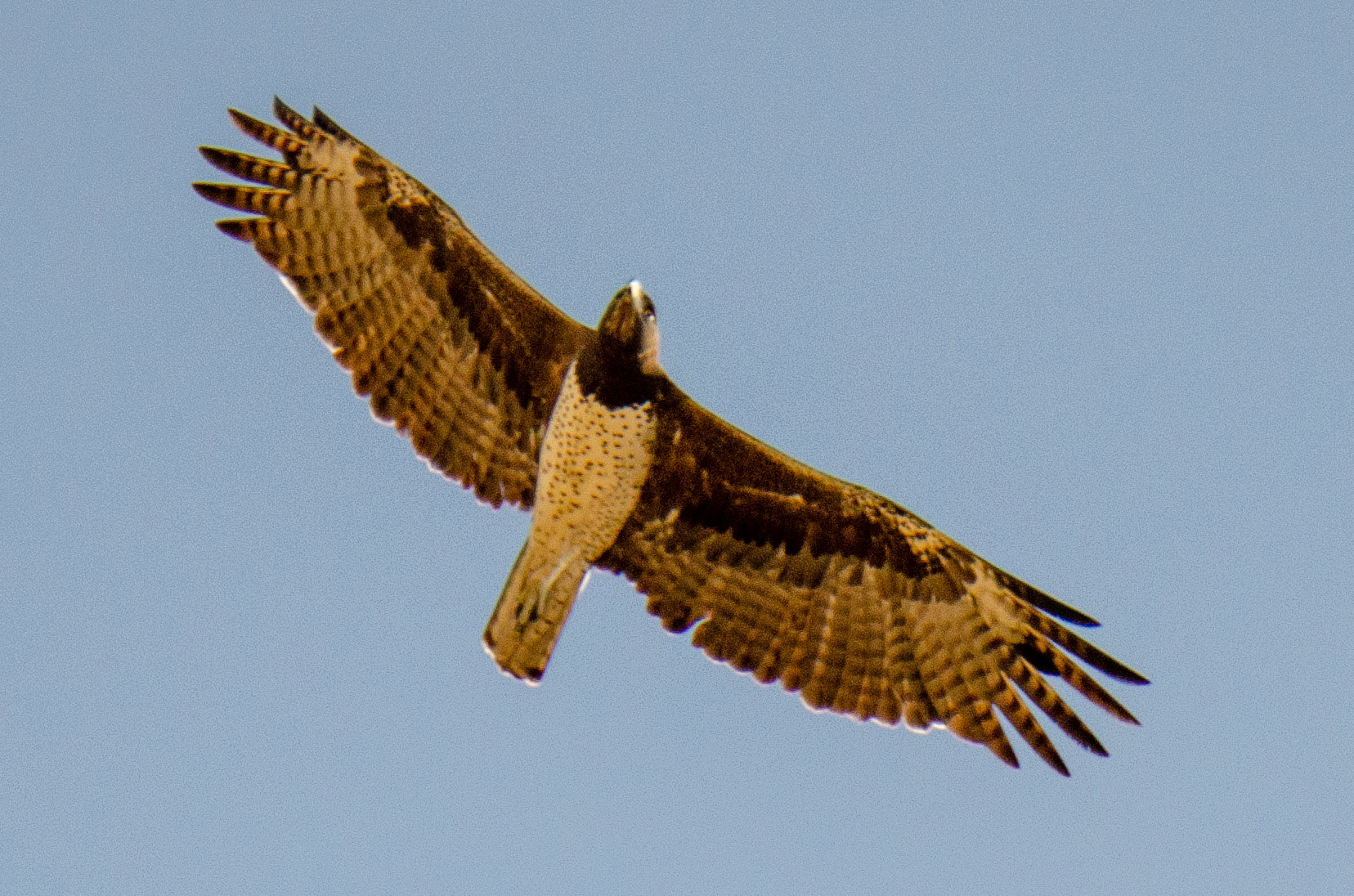 Martial Eagle
