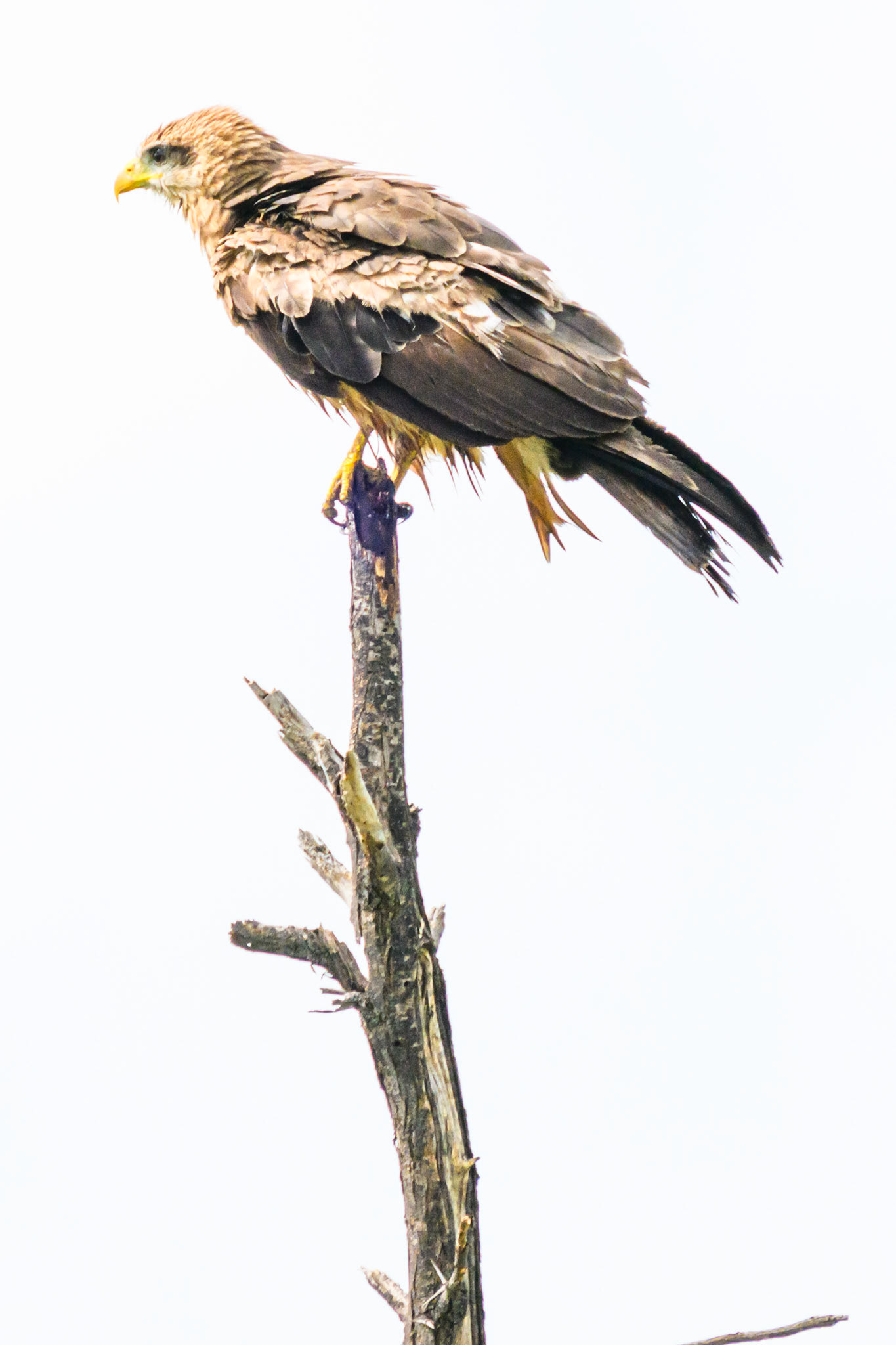 Yellow-billed Kite