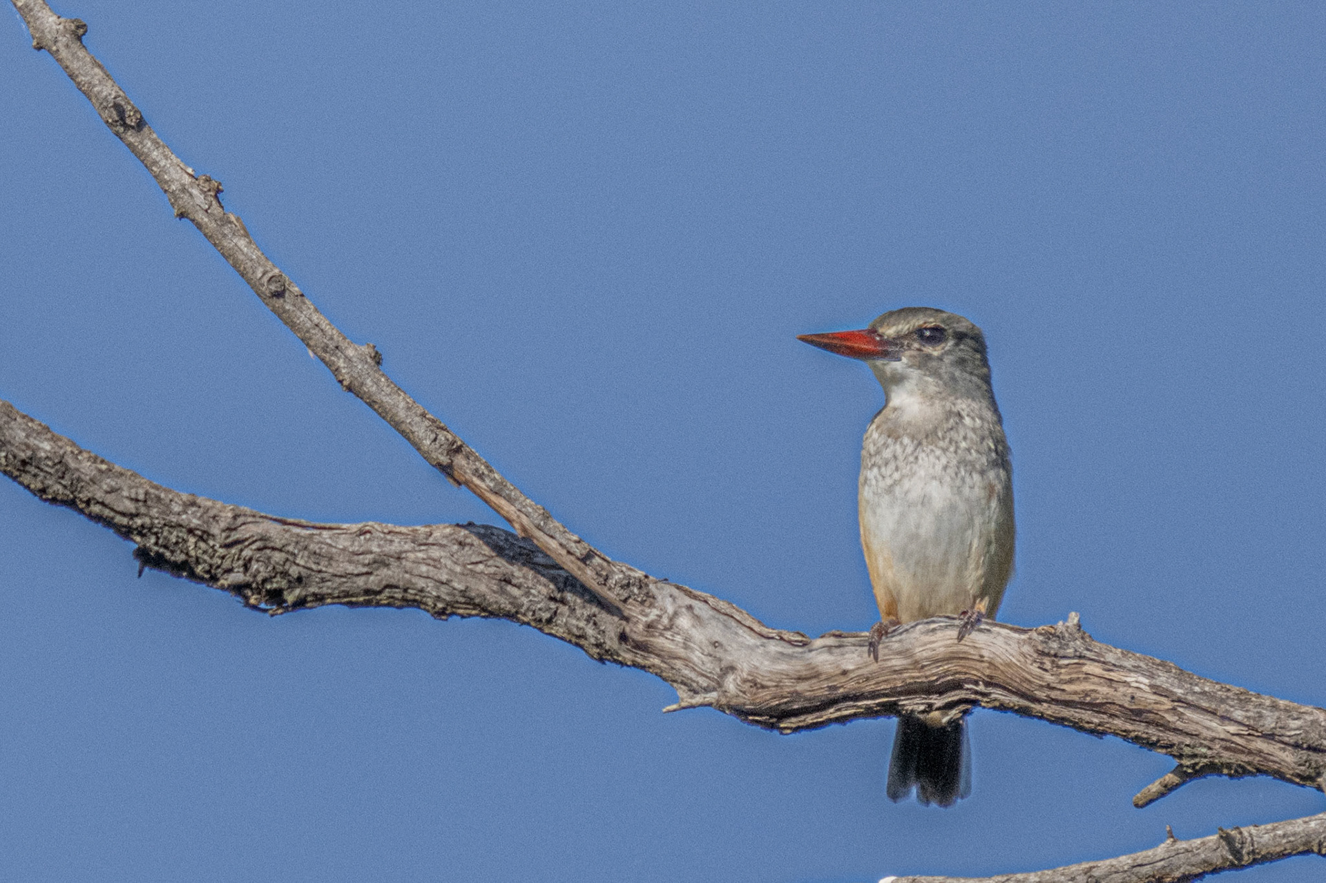 Grey-hooded Kingfisher