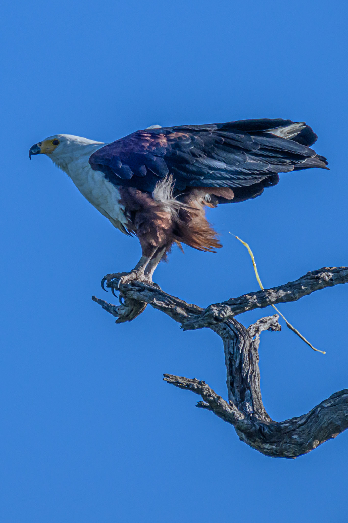Fish Eagle