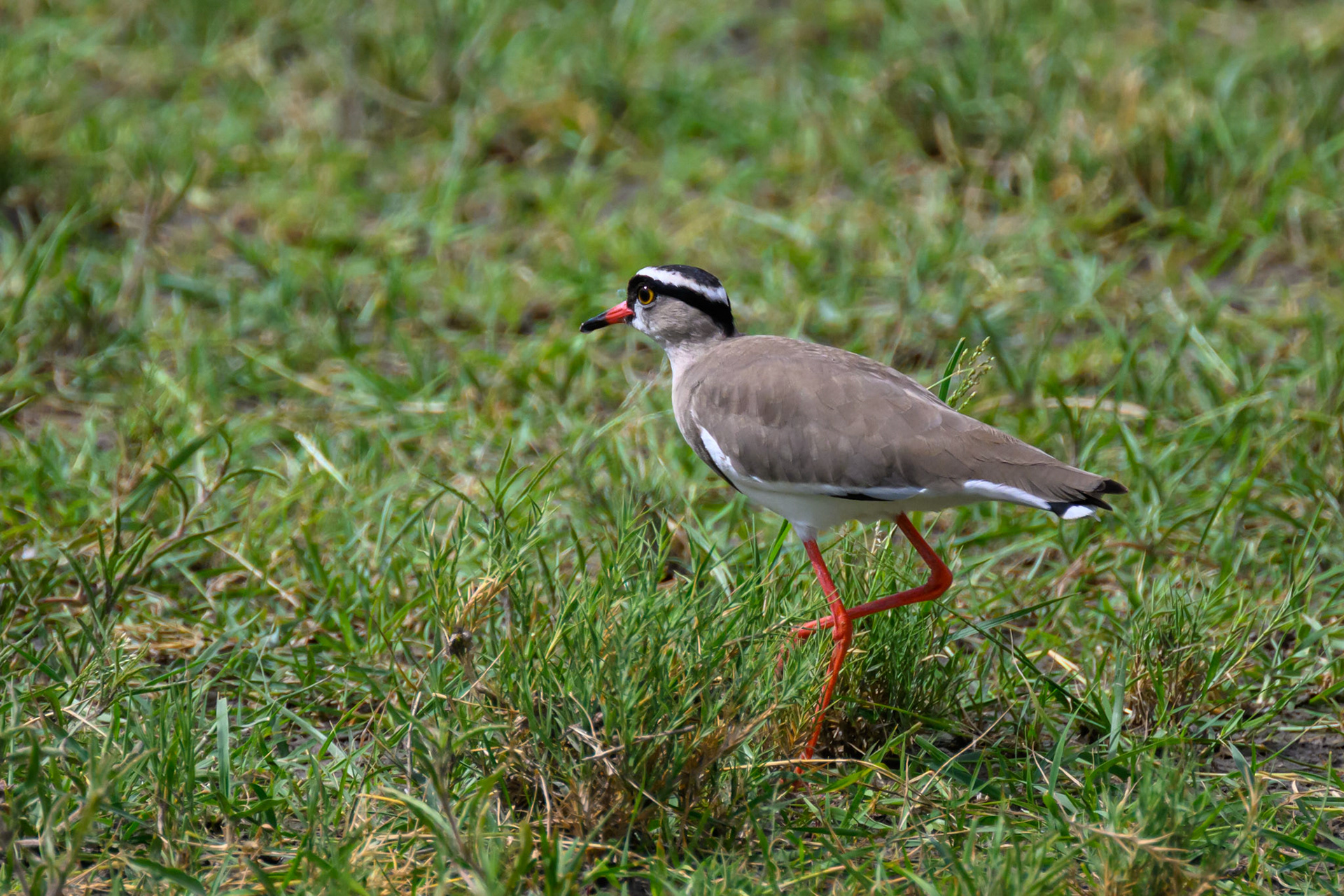 Crested Lapwing