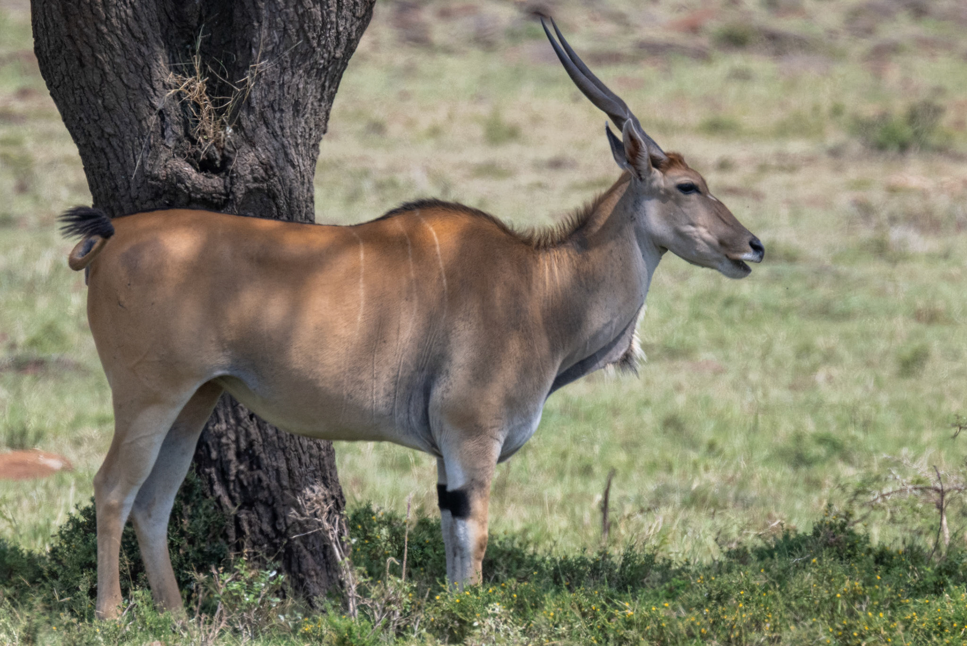 Eland