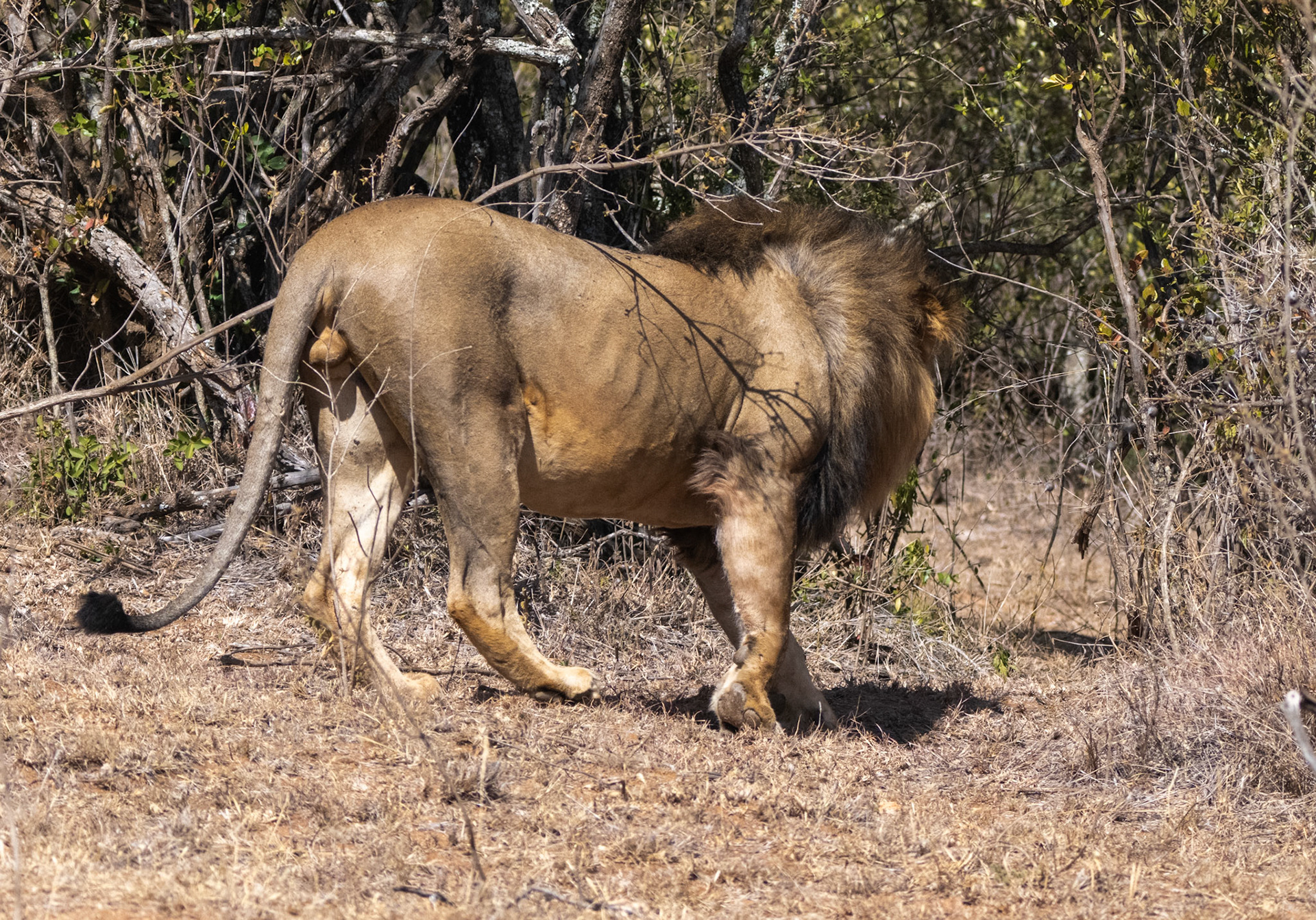 Lions, Buffalo, the hunt and kill