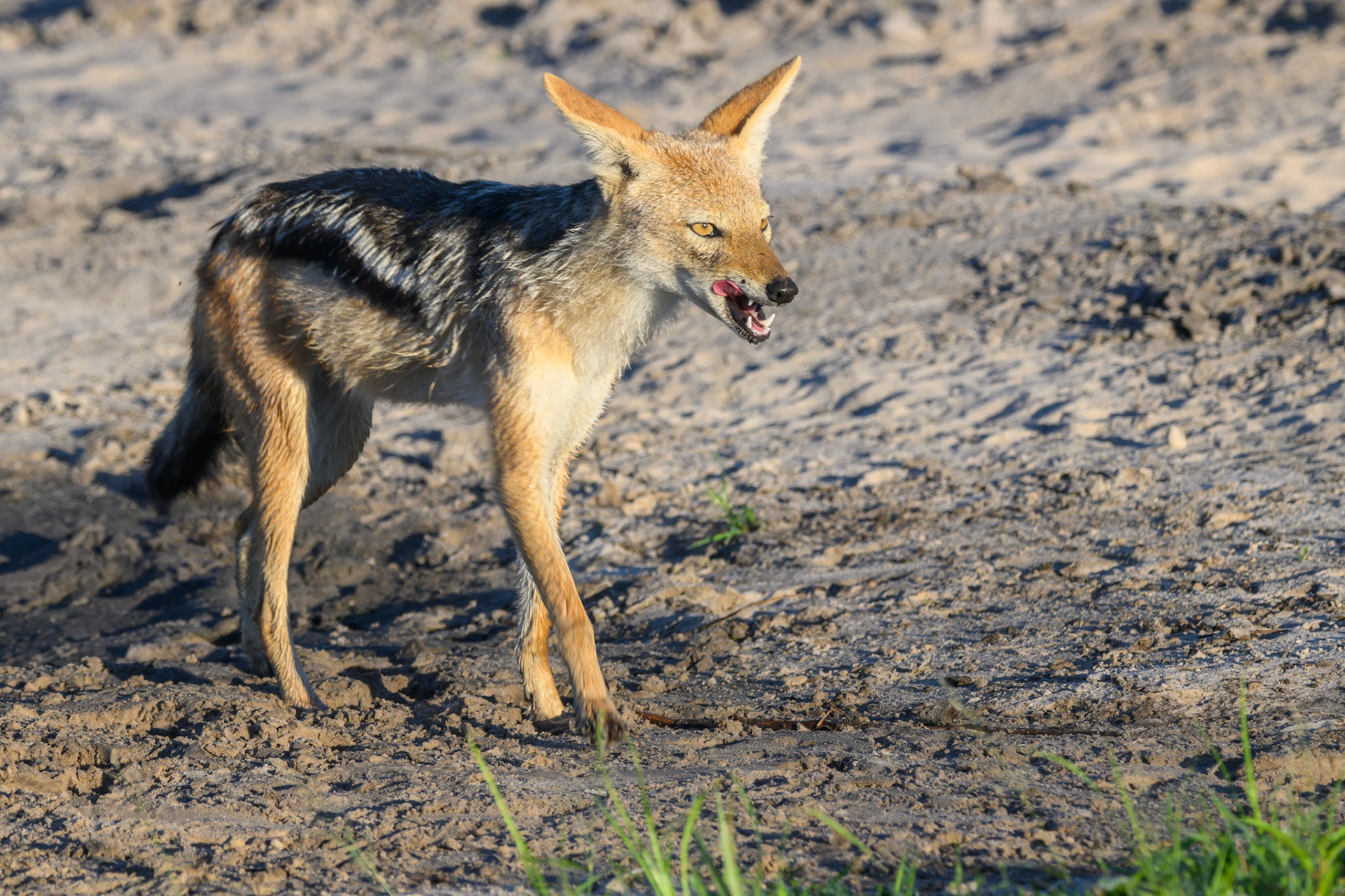 Black-backed Jackal