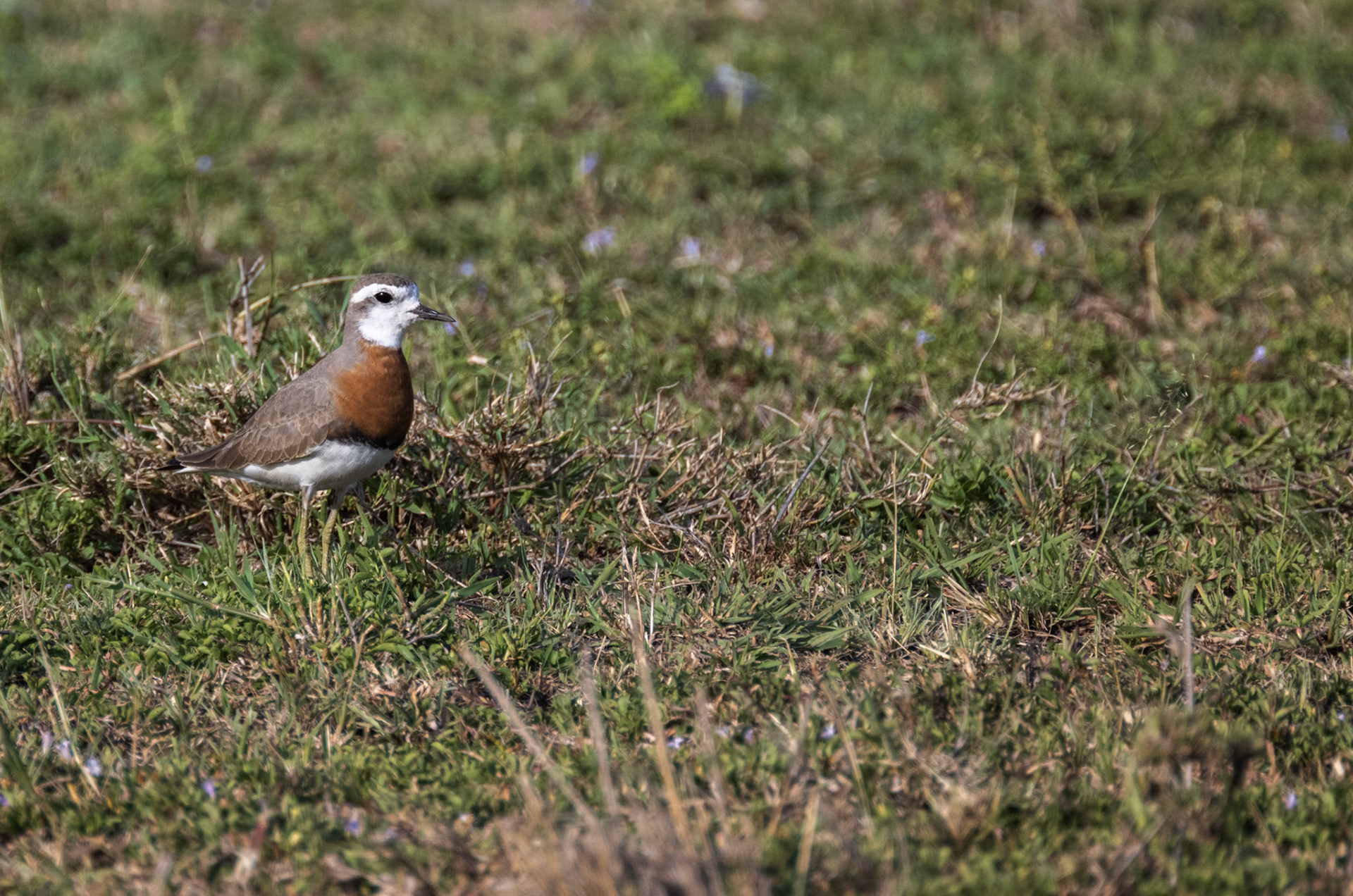 Caspian Plover