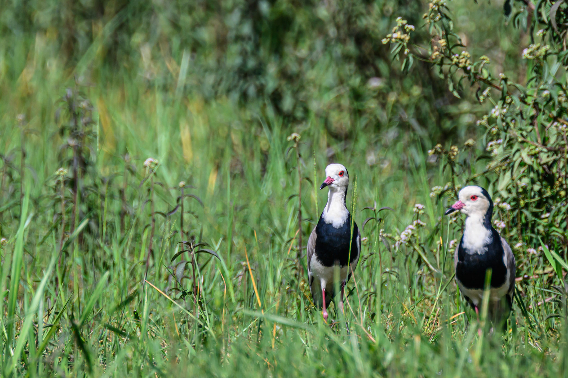 Long-toed Lapwing