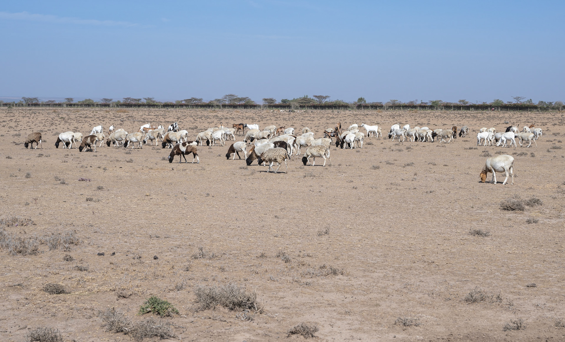 Township Common Grazing