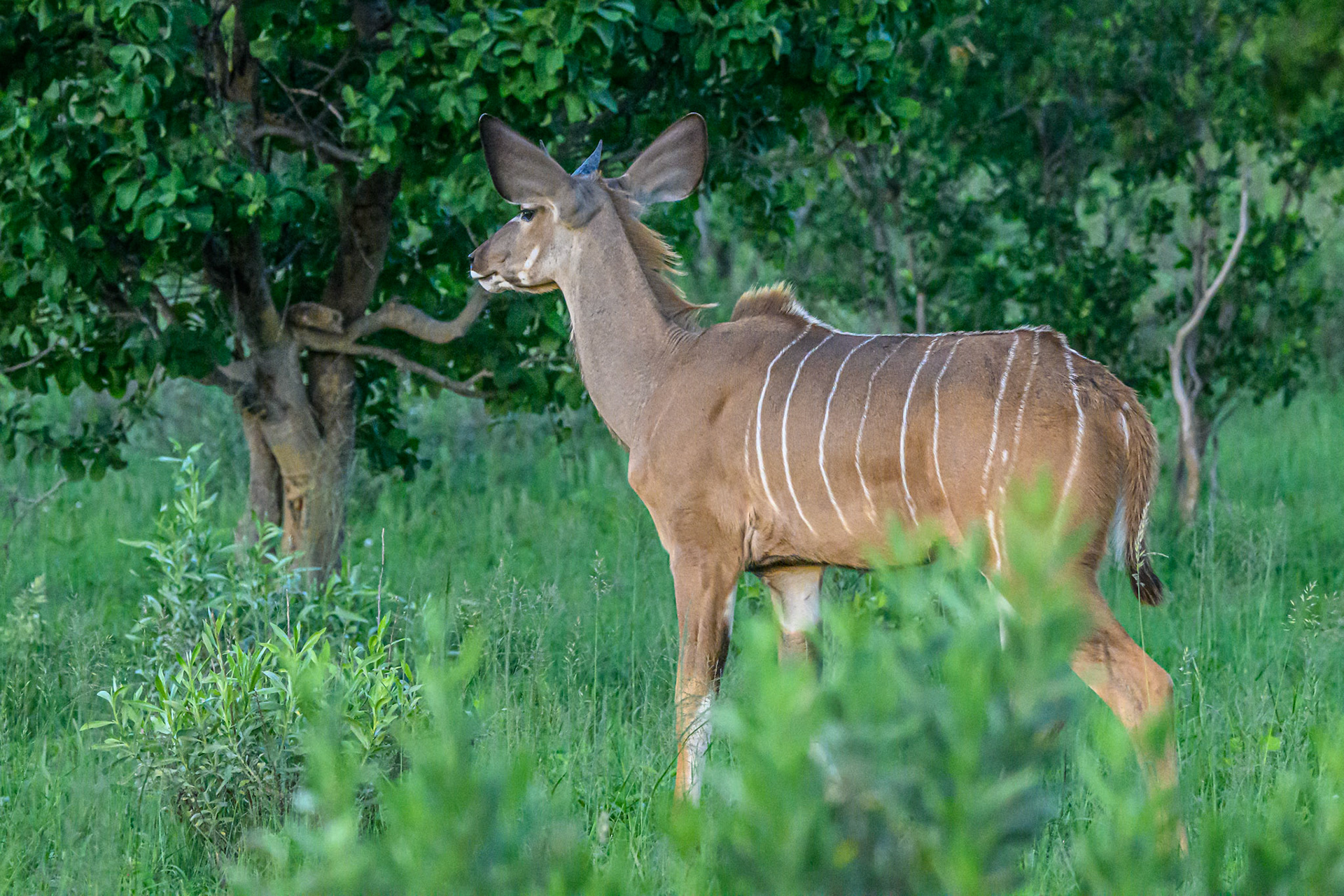 Kudu