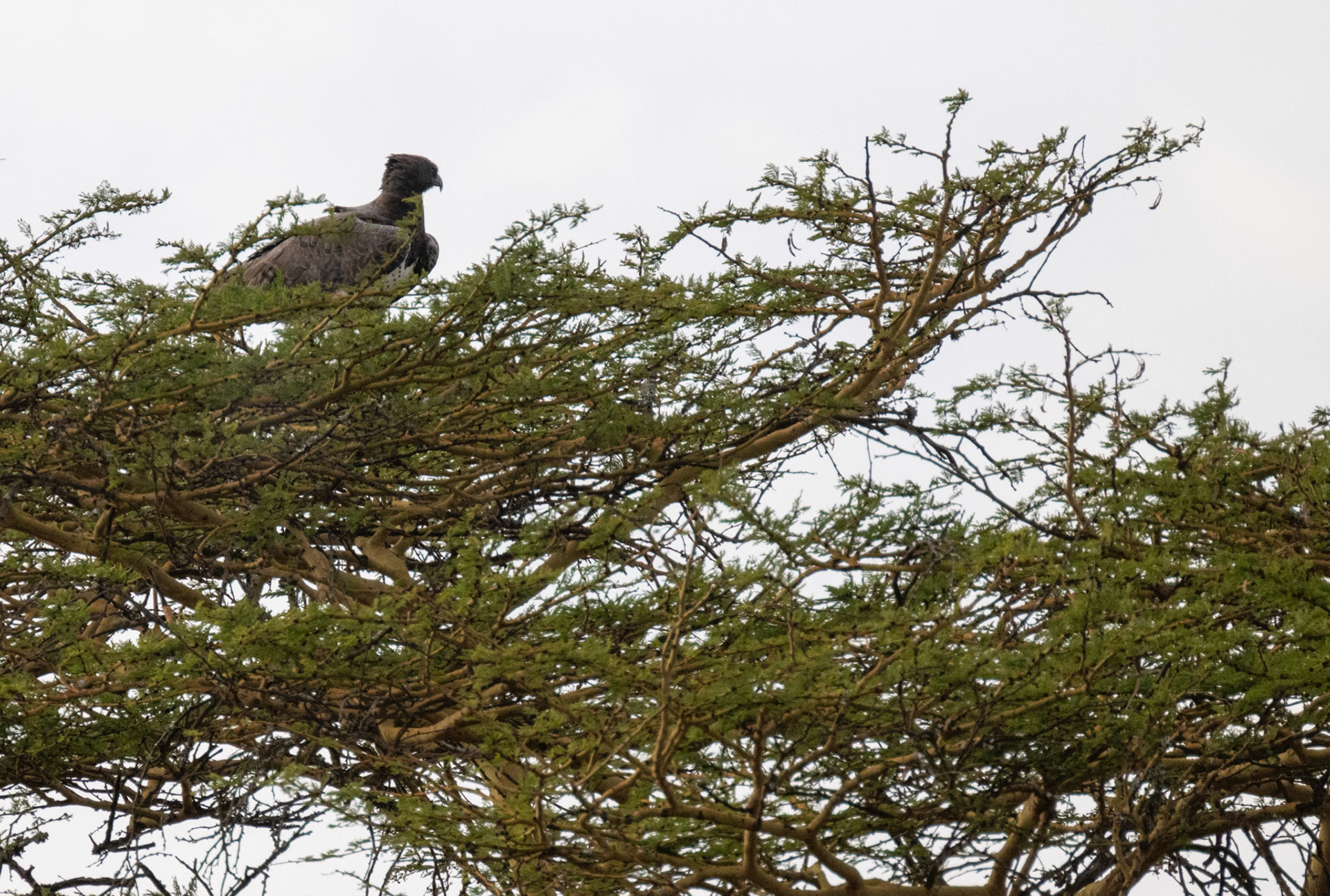 Martial Eagle