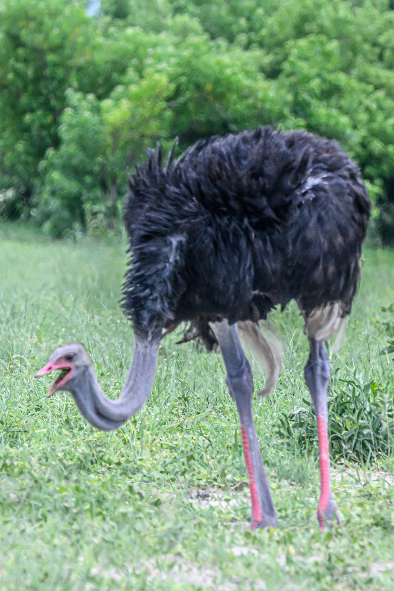 Ostrich male