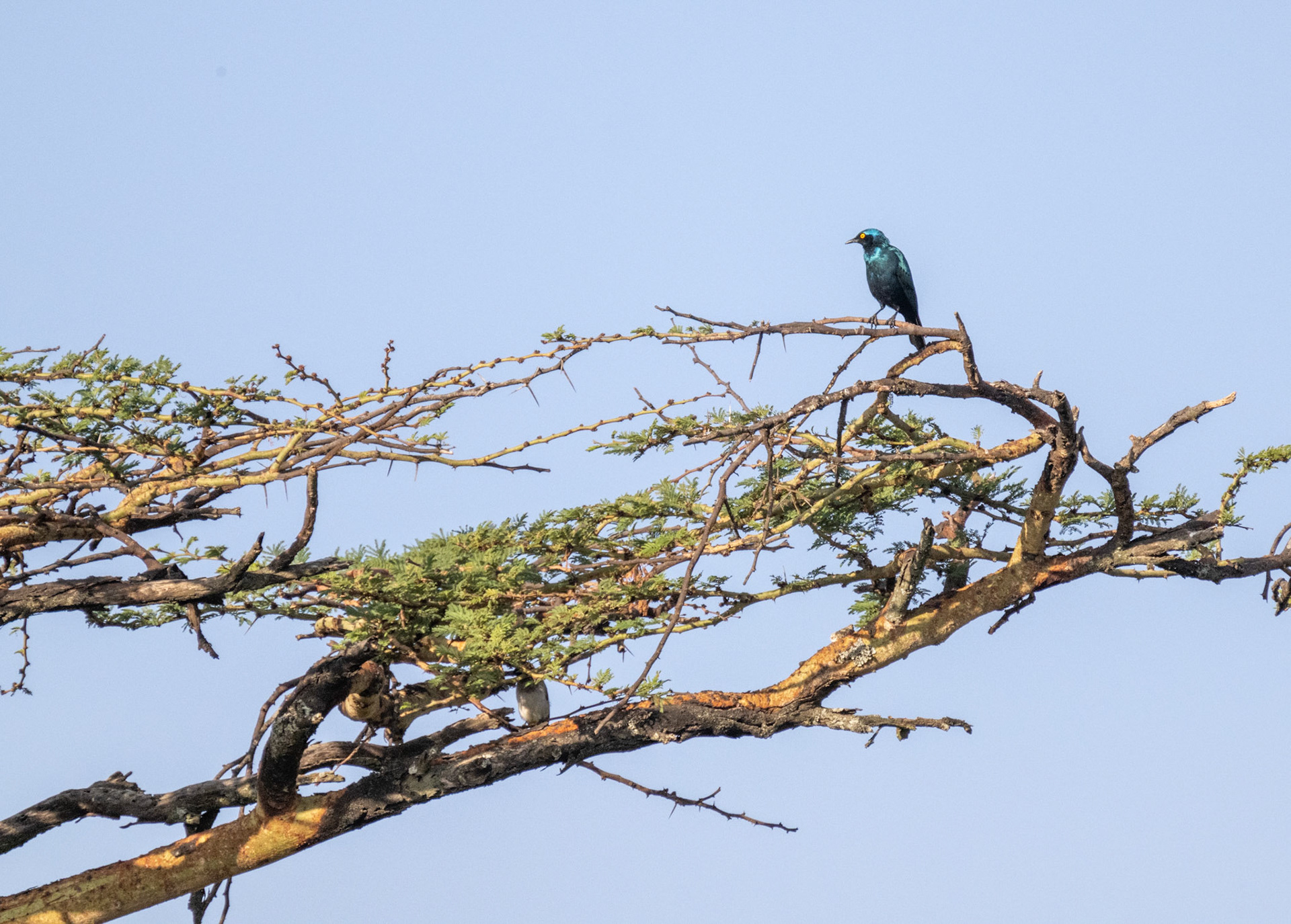 Glossy Starling