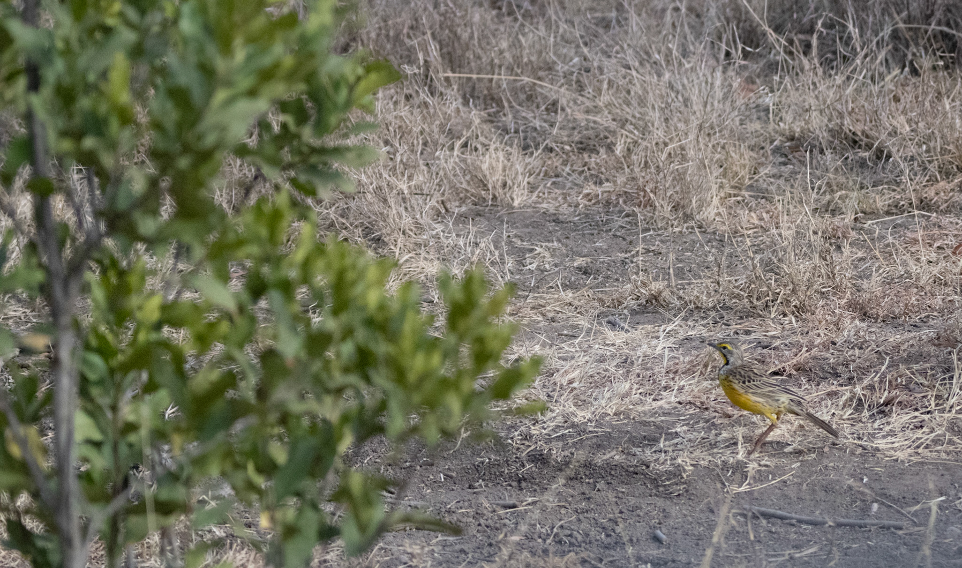 Yellow-throated Longclaw