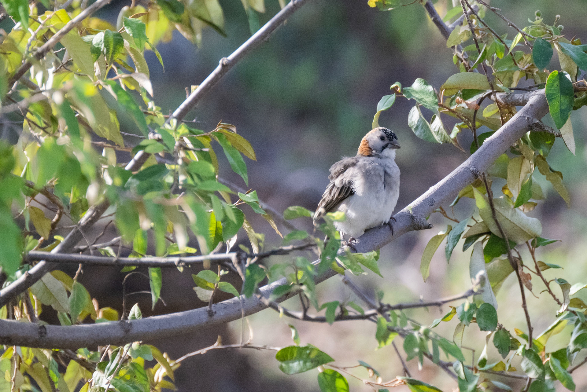 Grey-capped Social Weaver