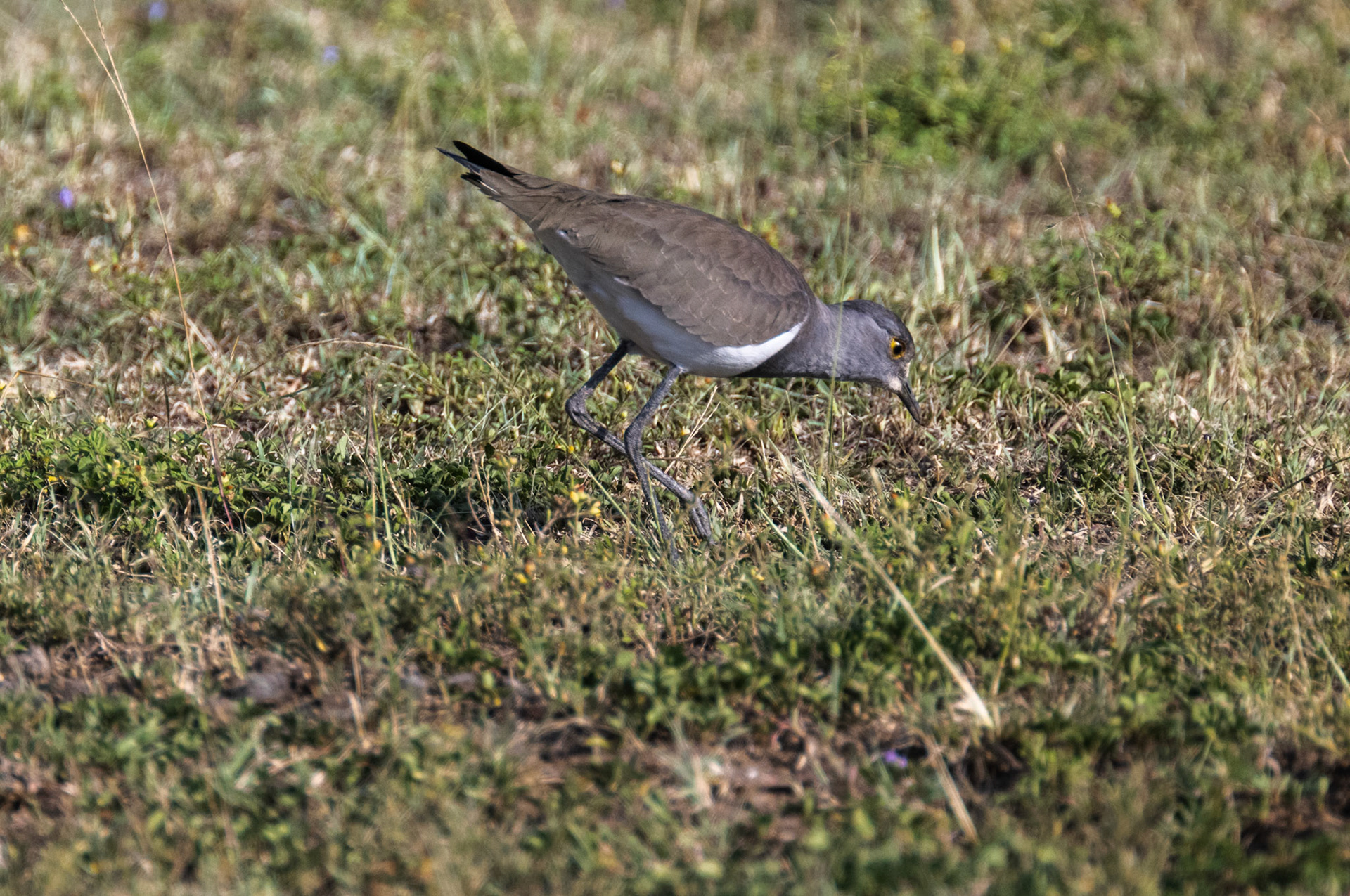 Black-Winged Plover