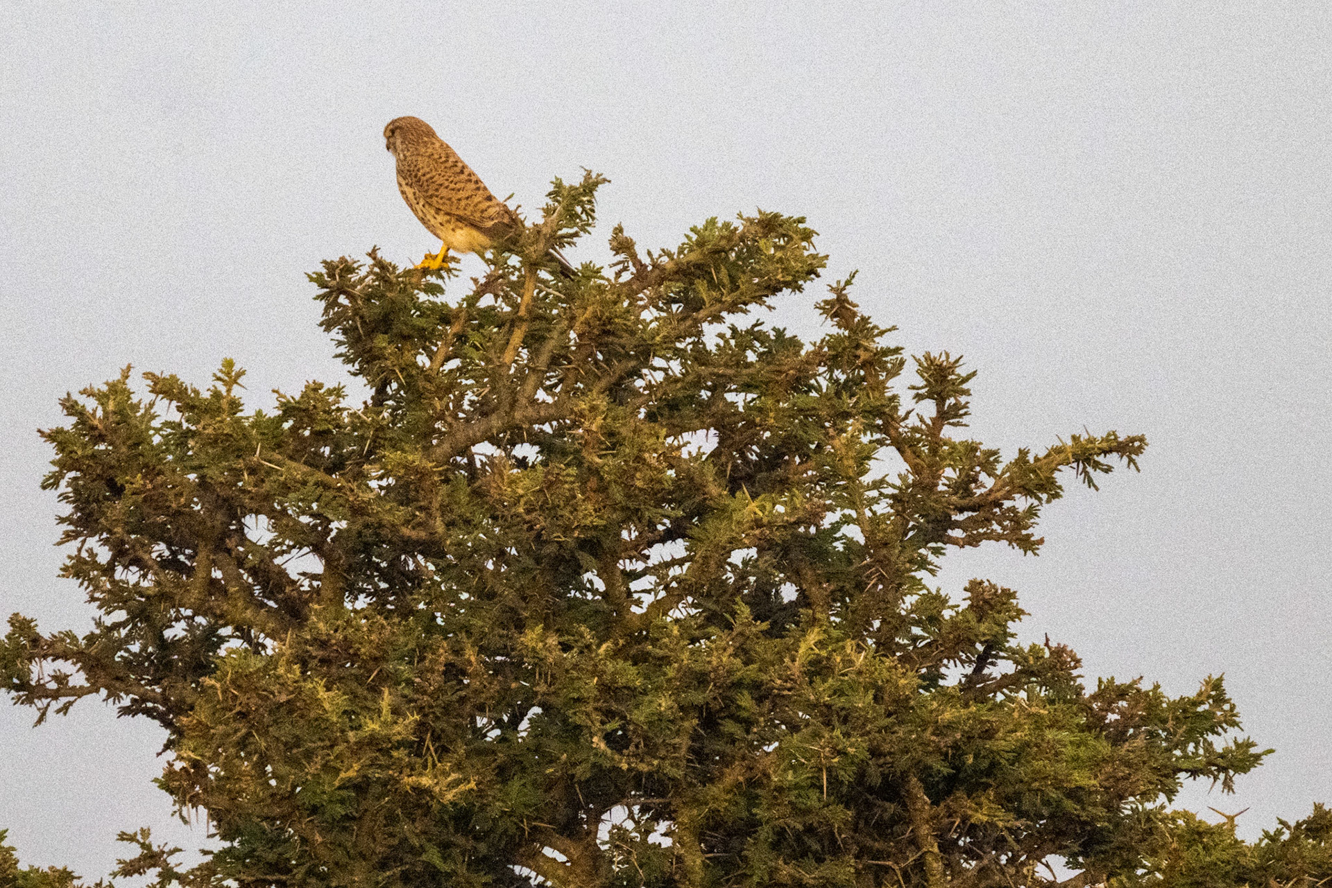 Common Kestrel