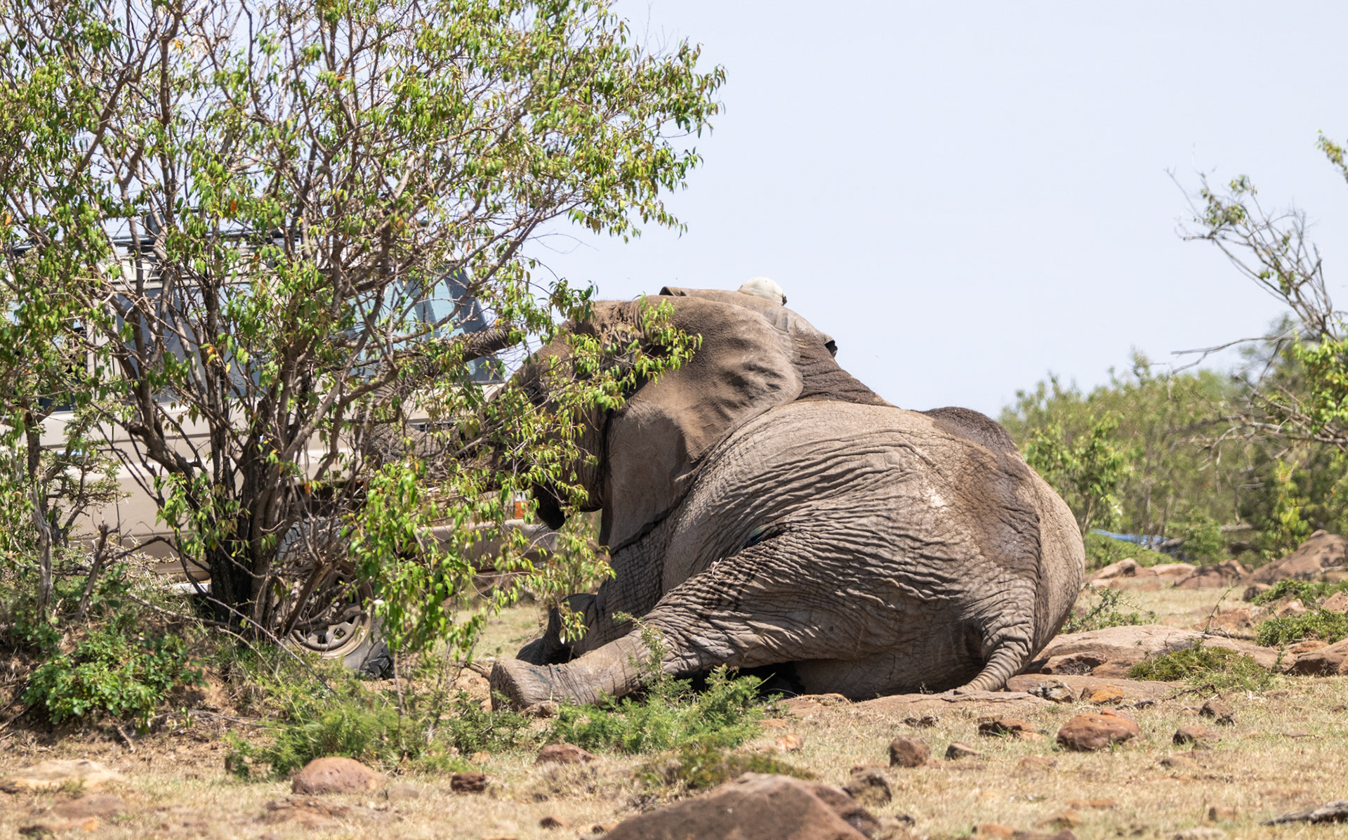 Vet wound treatment sequence