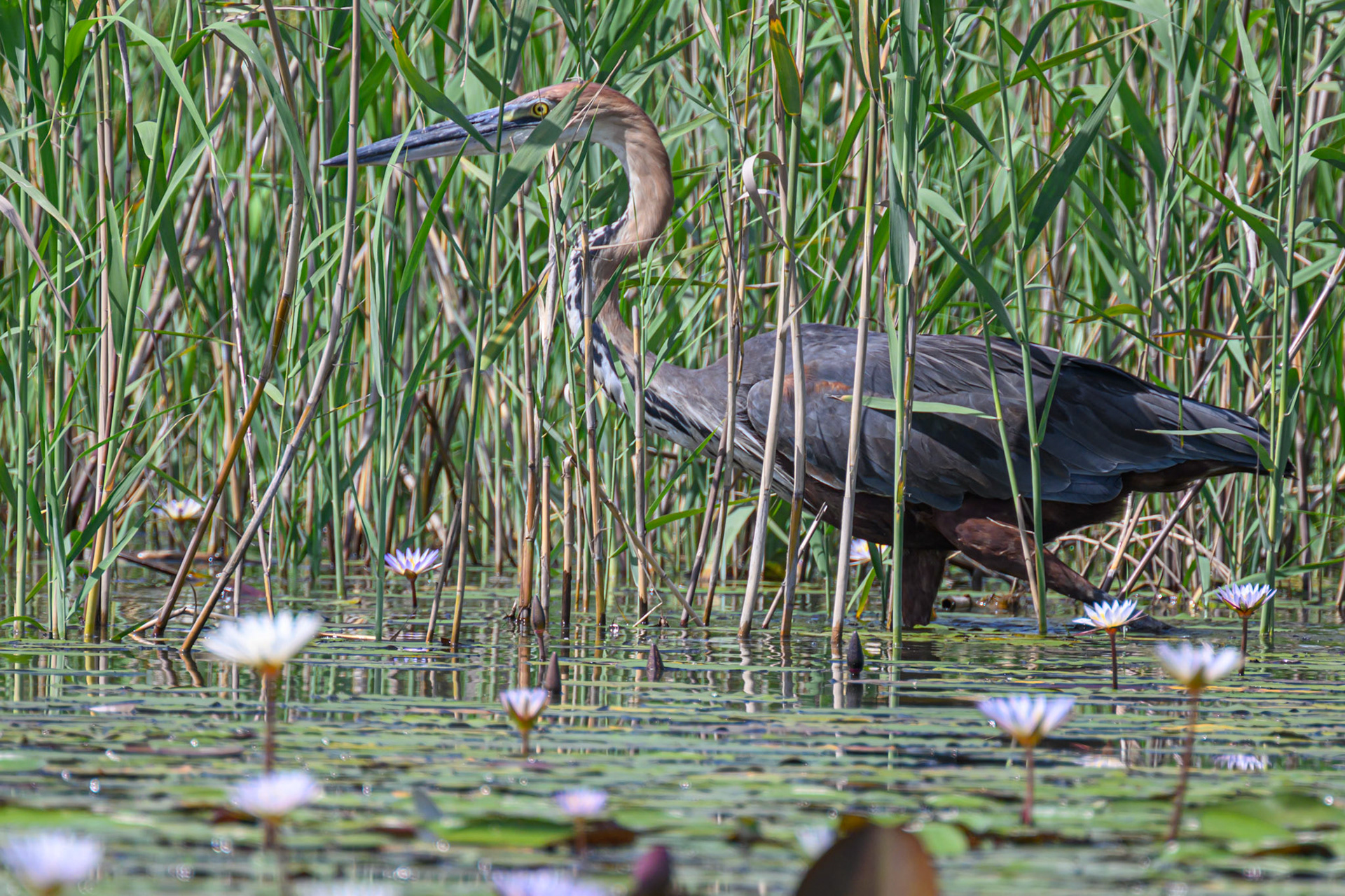 Goliath Heron
