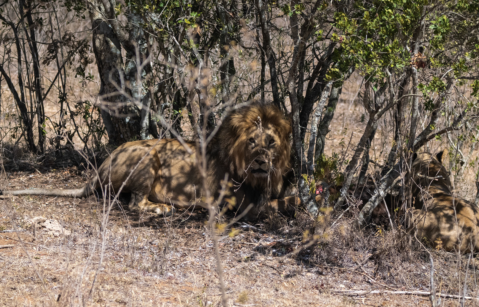 Lions, Buffalo, the hunt and kill