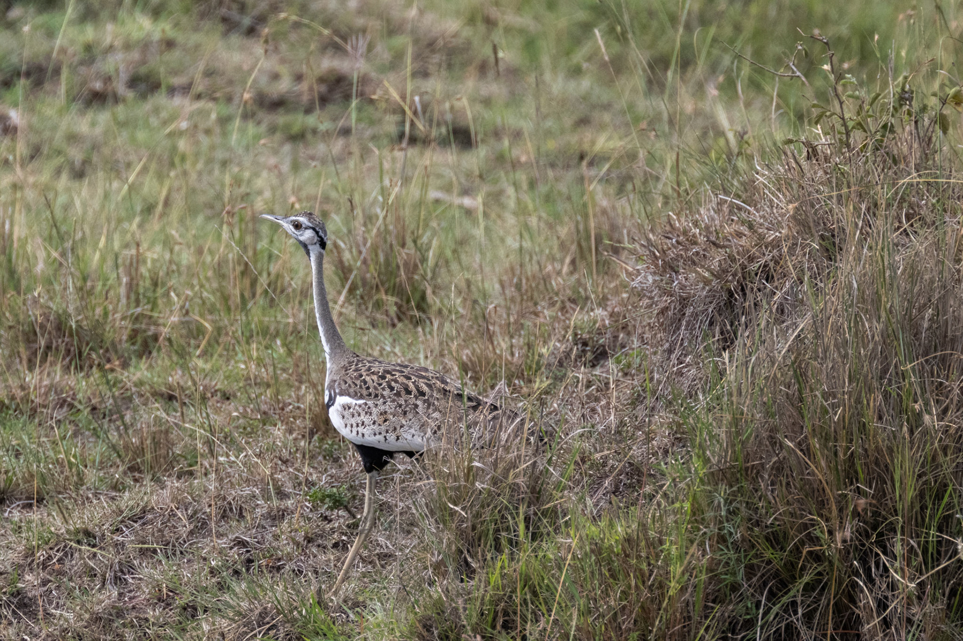 Black-Bellied Bustard