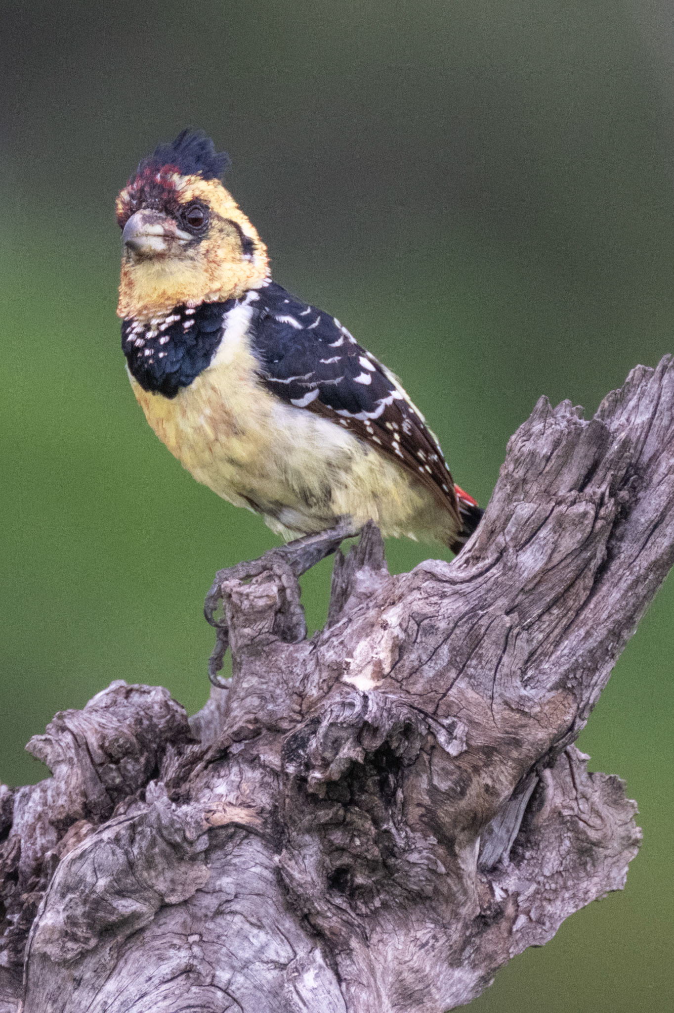Crested Barbet