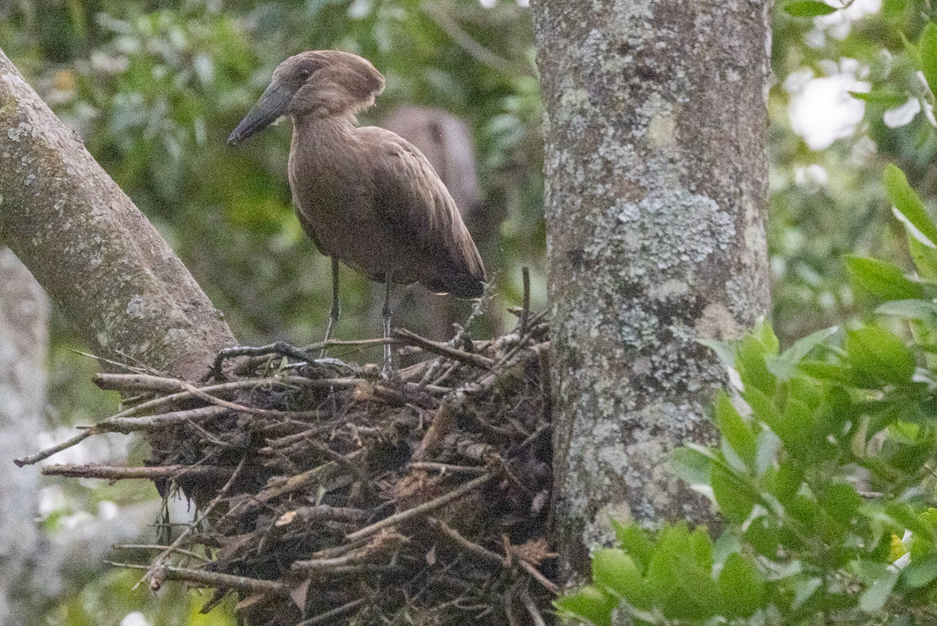 Hammerkop