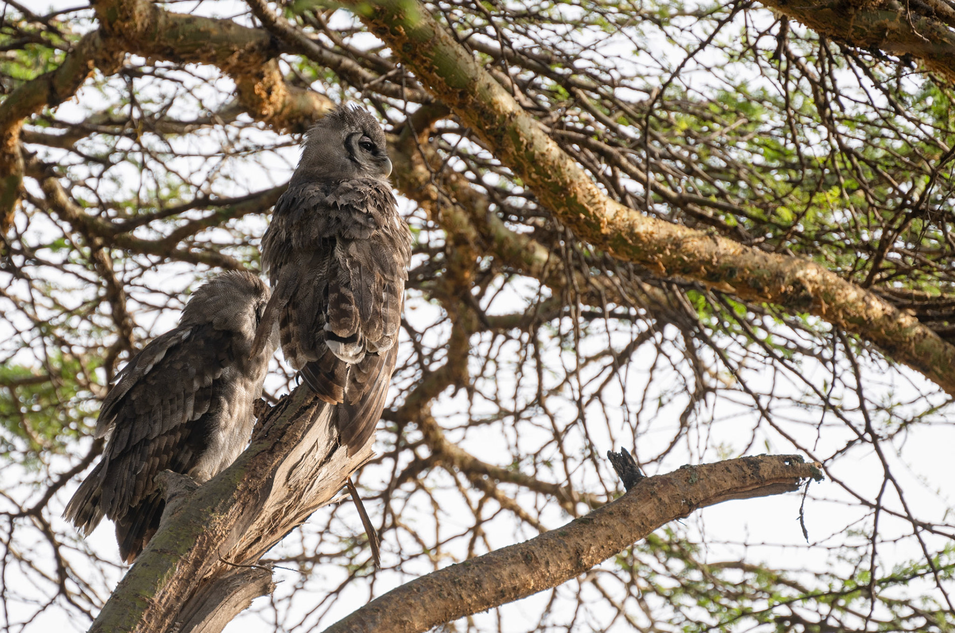 Verreaux Eagle Owl