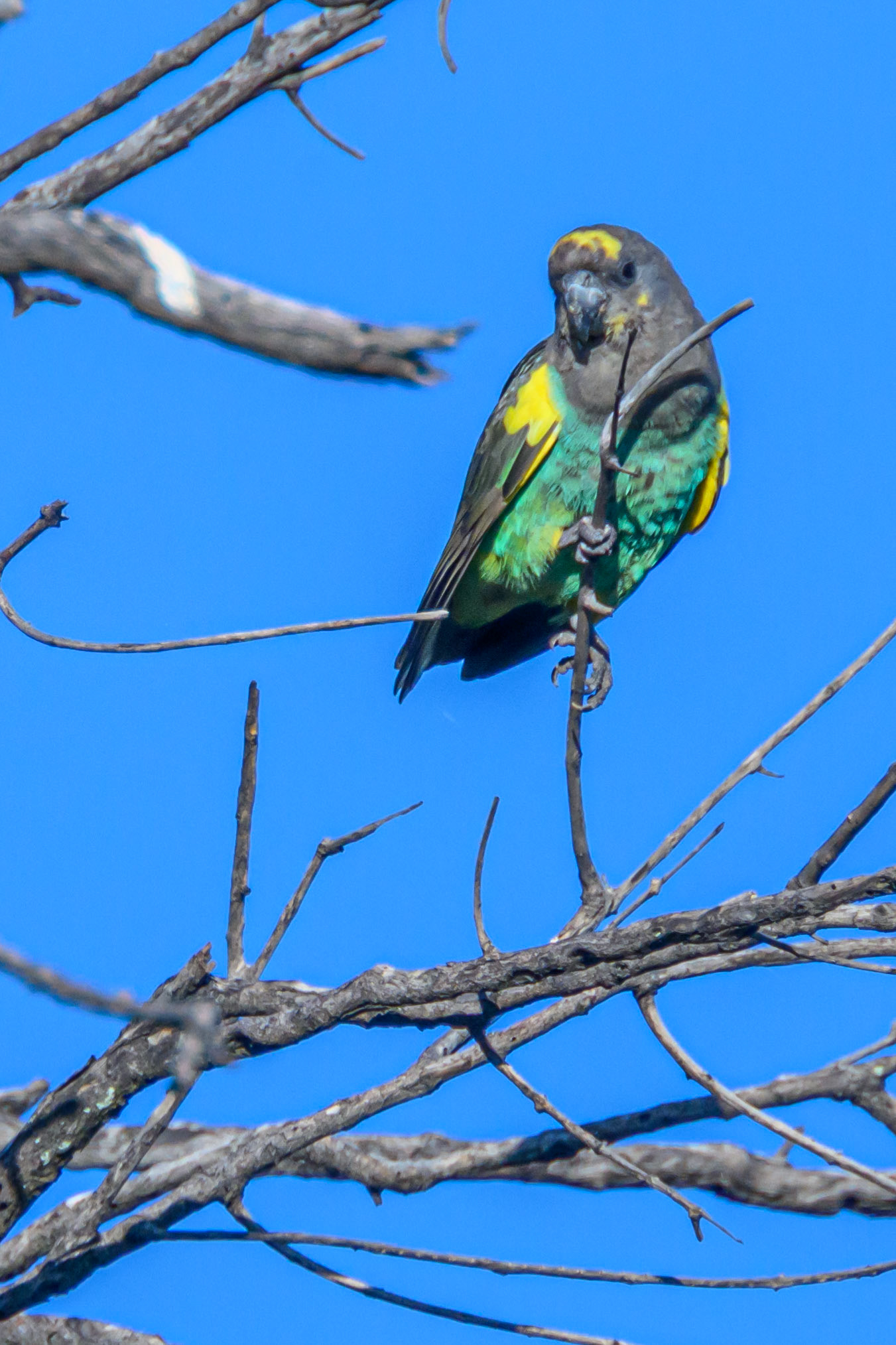 Meyer's Parrot