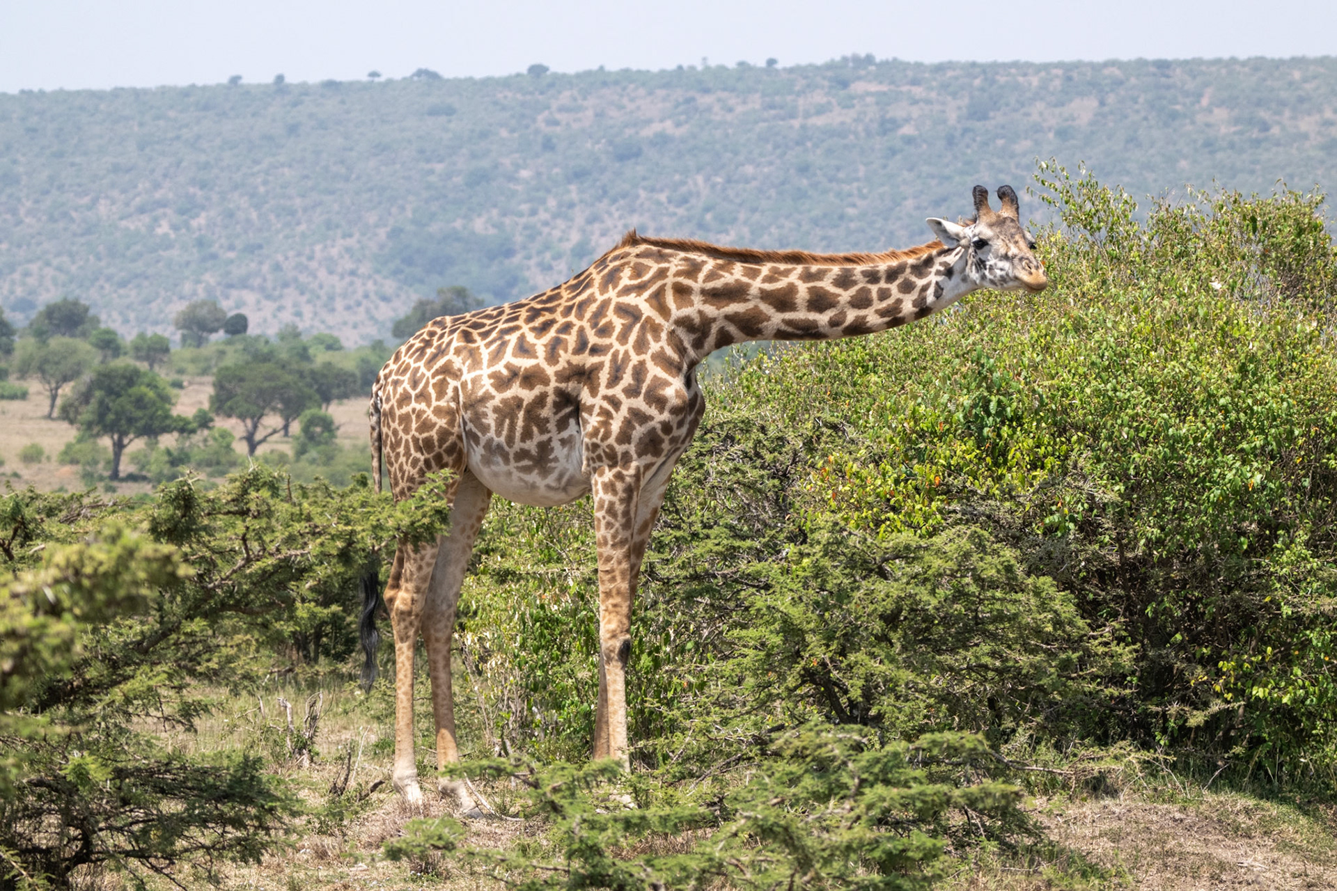 Maasai Giraffe