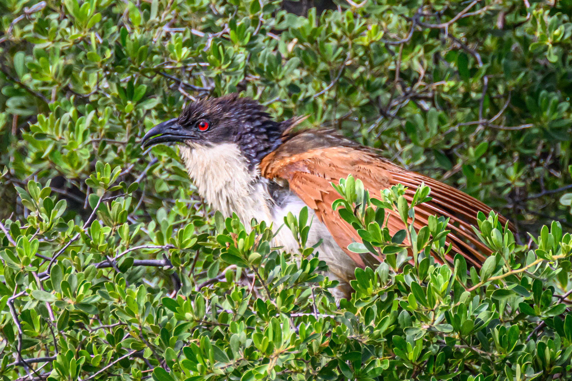 Coppery-tailed Coucal