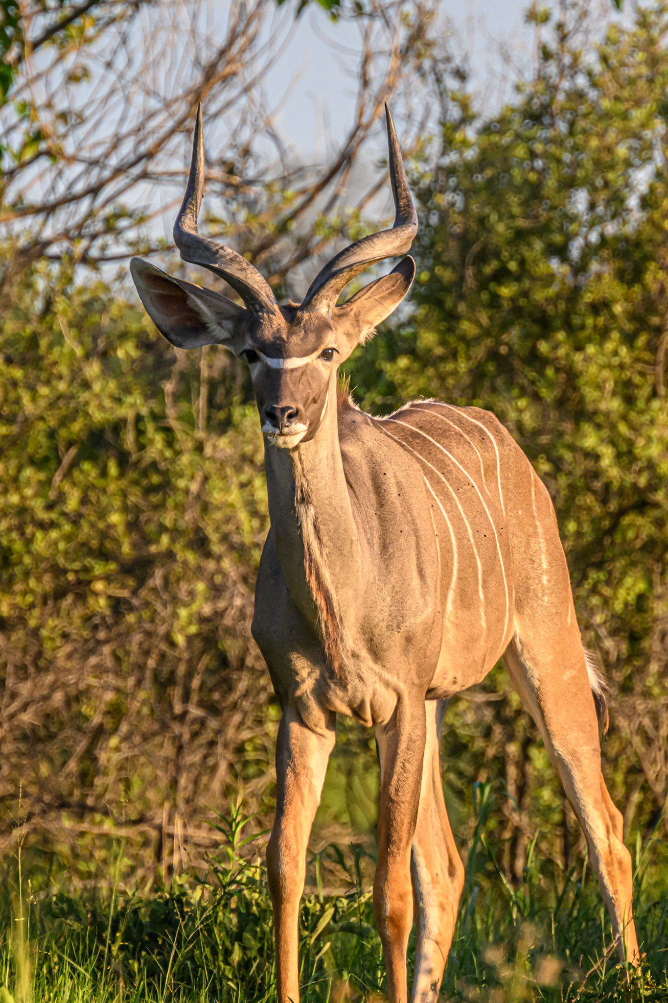 Kudu