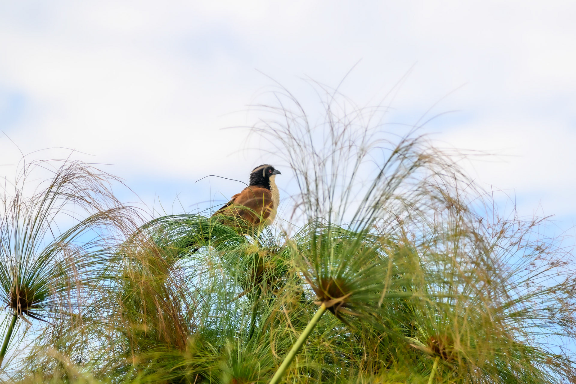 Coppery-tailed Coucal