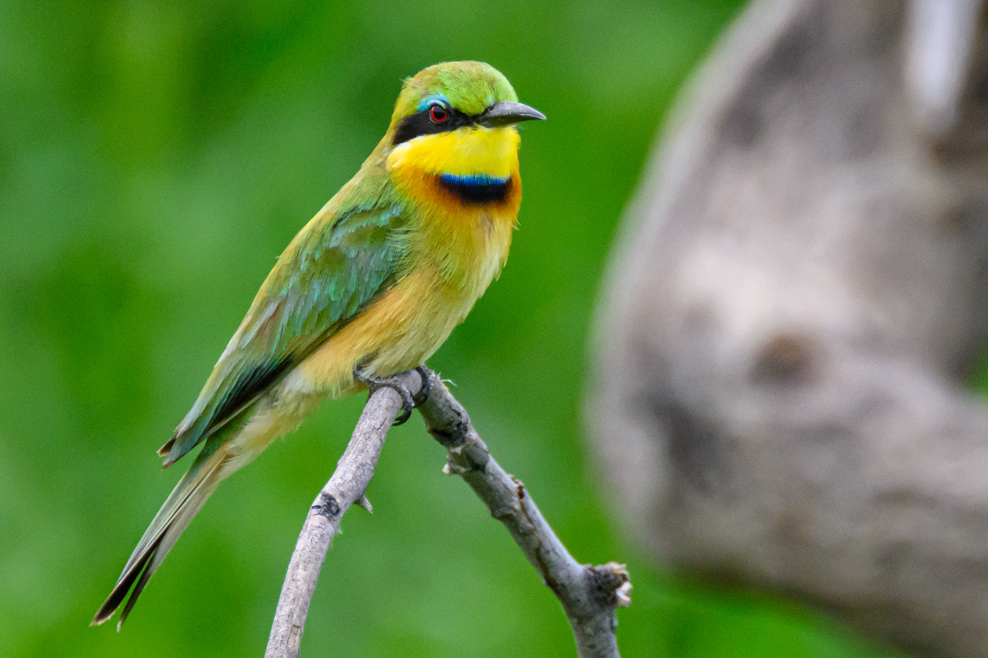 Little Bee-eater