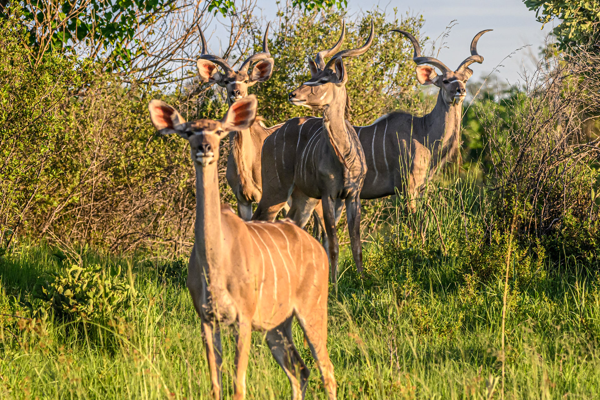 Kudu